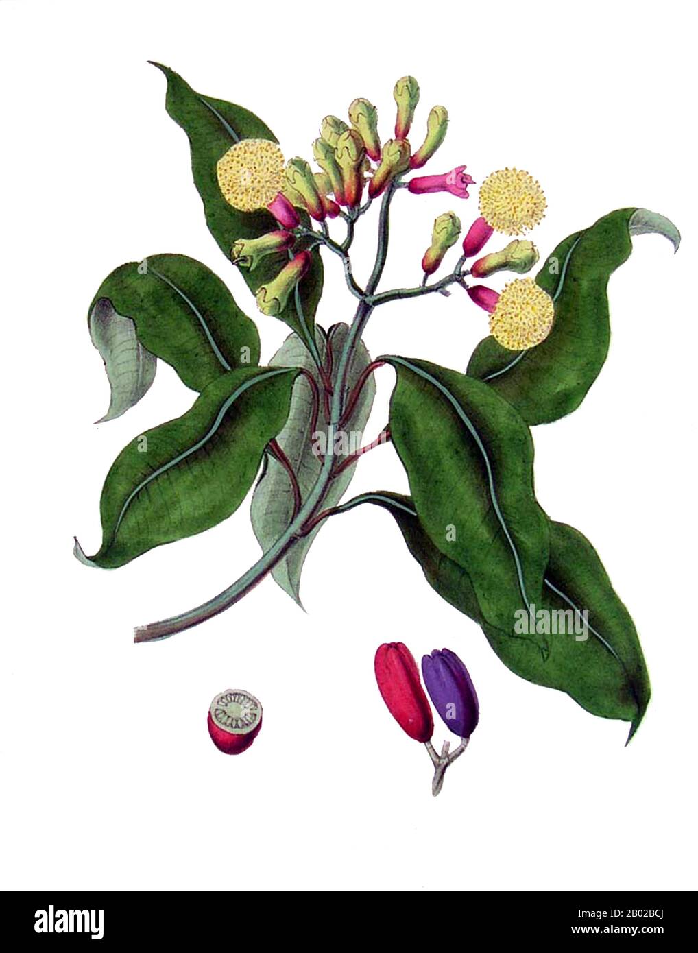 Indischer Ozean/Südostasien: Eine Nelkenpflanze. Farblithographie von M. A. Burnett, 1842. Nelken (Syzygium aromaticum) sind die aromatisch getrockneten Blütenknospen eines Baumes aus der Familie der Myrtaceae. Nelken sind auf den Maluku-Inseln in Indonesien beheimatet und werden als Gewürz in Küchen auf der ganzen Welt verwendet. Nelken werden hauptsächlich in Indonesien, Indien, Madagaskar, Sansibar, Pakistan und Sri Lanka geerntet. Sie haben eine betäubende Wirkung auf das Mundgewebe. Die Nelke ist ein immergrüner Baum, der bis zu einer Höhe von 8-12 Metern wächst und große Blätter und sanguine Blüten in zahlreichen Gruppen von Endgruppen hat. Stockfoto