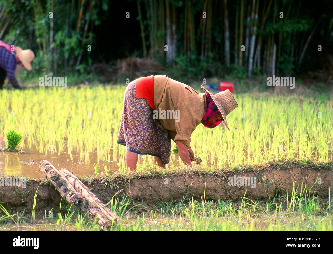 Thailand: Eine Frau, die Reis auf einem Reisfeld in der Nähe der Stadt Nan im Norden Thailands pflanzt. Reis ist ein Getreide, das in zwei Hauptsorten kommt: Oryza sativa oder asiatischer Reis und Oryza glaberrima oder afrikanischer Reis. Für einen großen Teil der Weltbevölkerung, insbesondere in Mittel-, Ost- und Südasien, ist Reis eine der wichtigsten und am meisten konsumierten Nahrungsquellen. Etymologisch kommt das Wort Reis aus dem altfranzösischen „ris“, das aus der Mitte des 13. Jahrhunderts stammt. Stockfoto