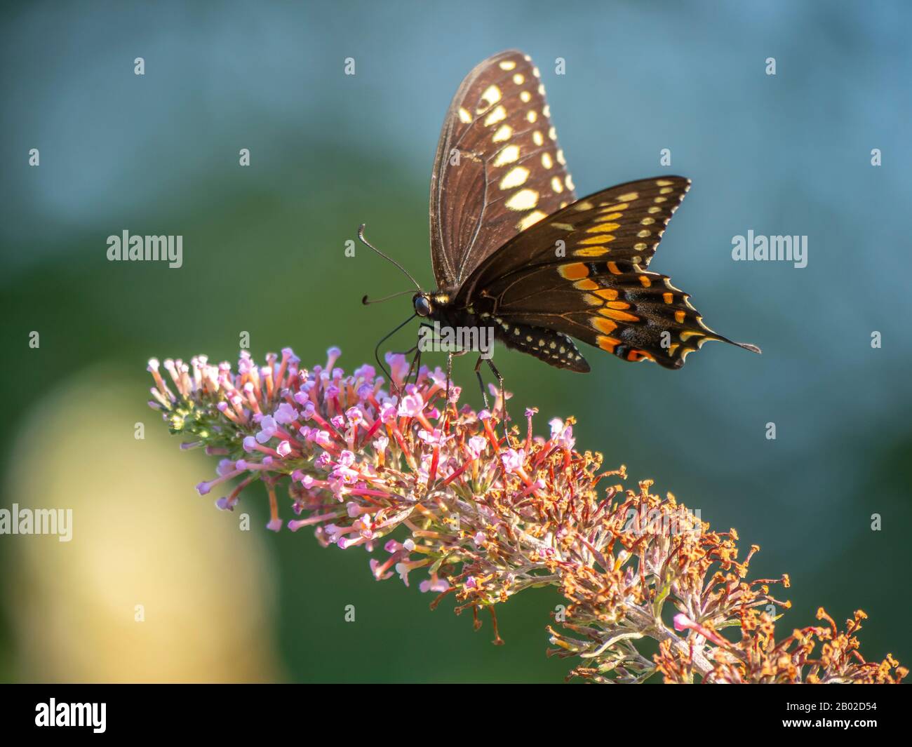 Papilio polyxenes, der östlichen Schwalbenschwanz, Amerikanische Swallowtail oder pastinake Schwalbenschwanz Stockfoto