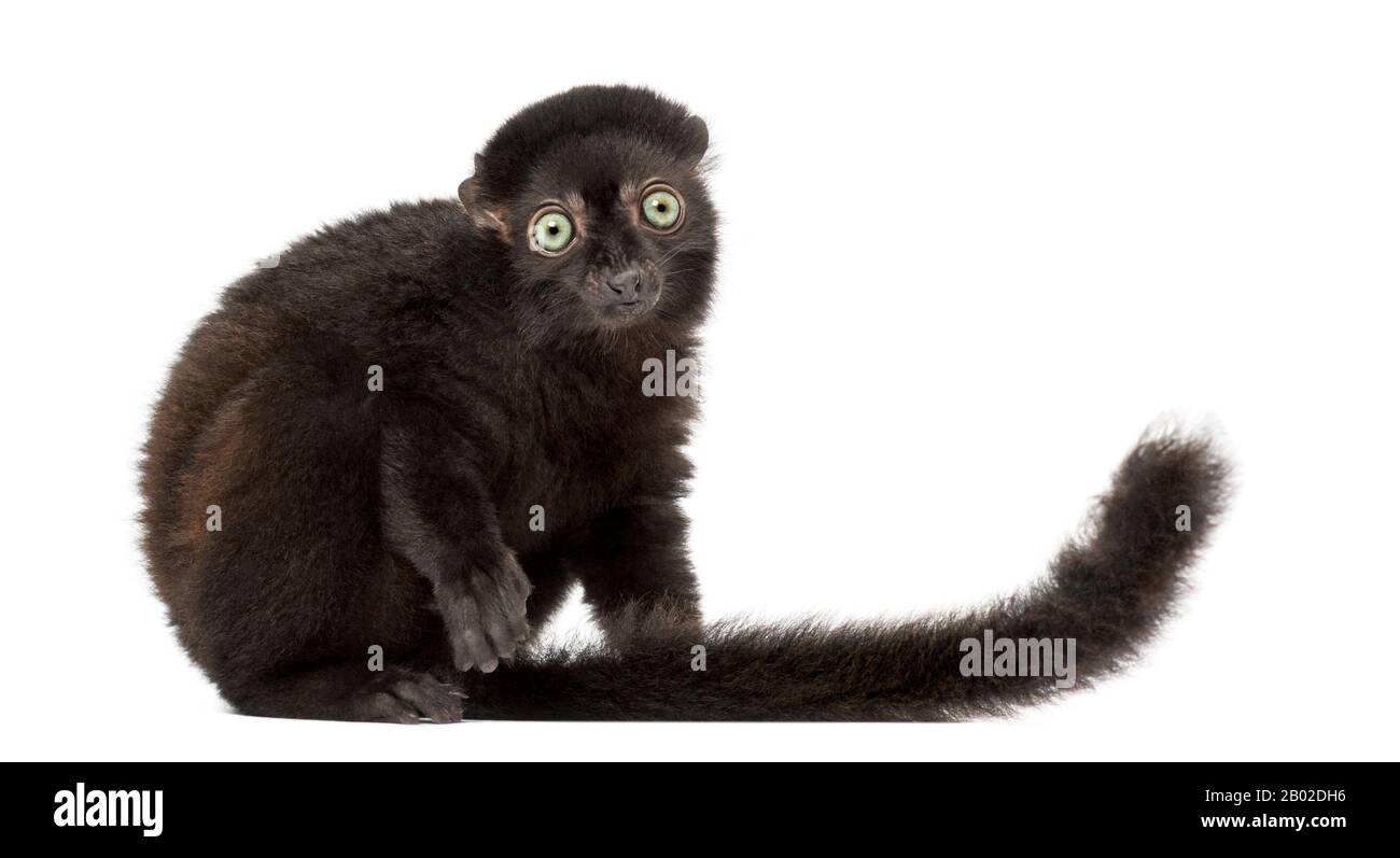 Seitenansicht eines 3,5 Monate alten Jungen blauäugigen schwarzen Lemurs, isoliert auf Weiß Stockfoto