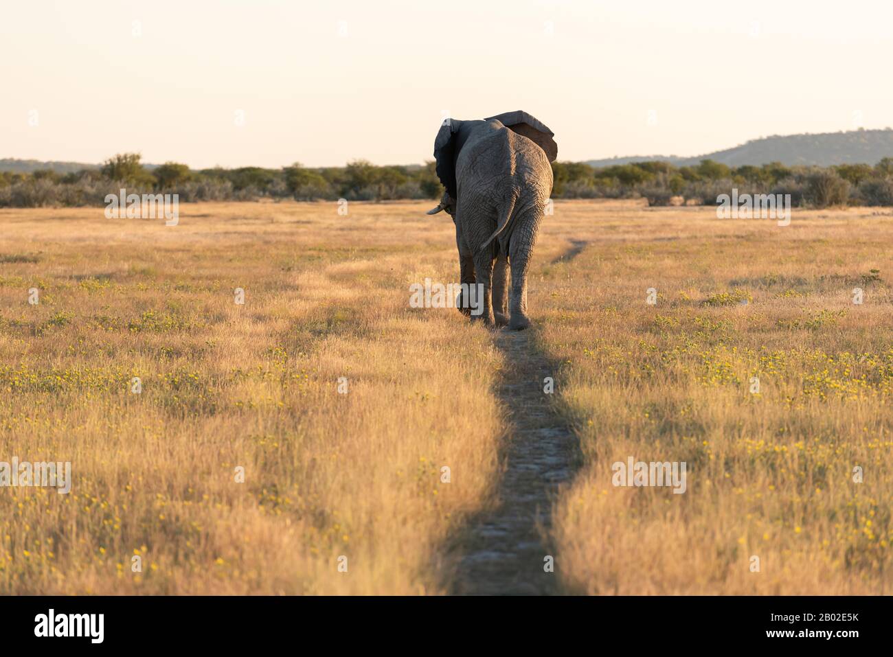 Im Etosha Nationalpark, Namibia Elephant Stockfoto