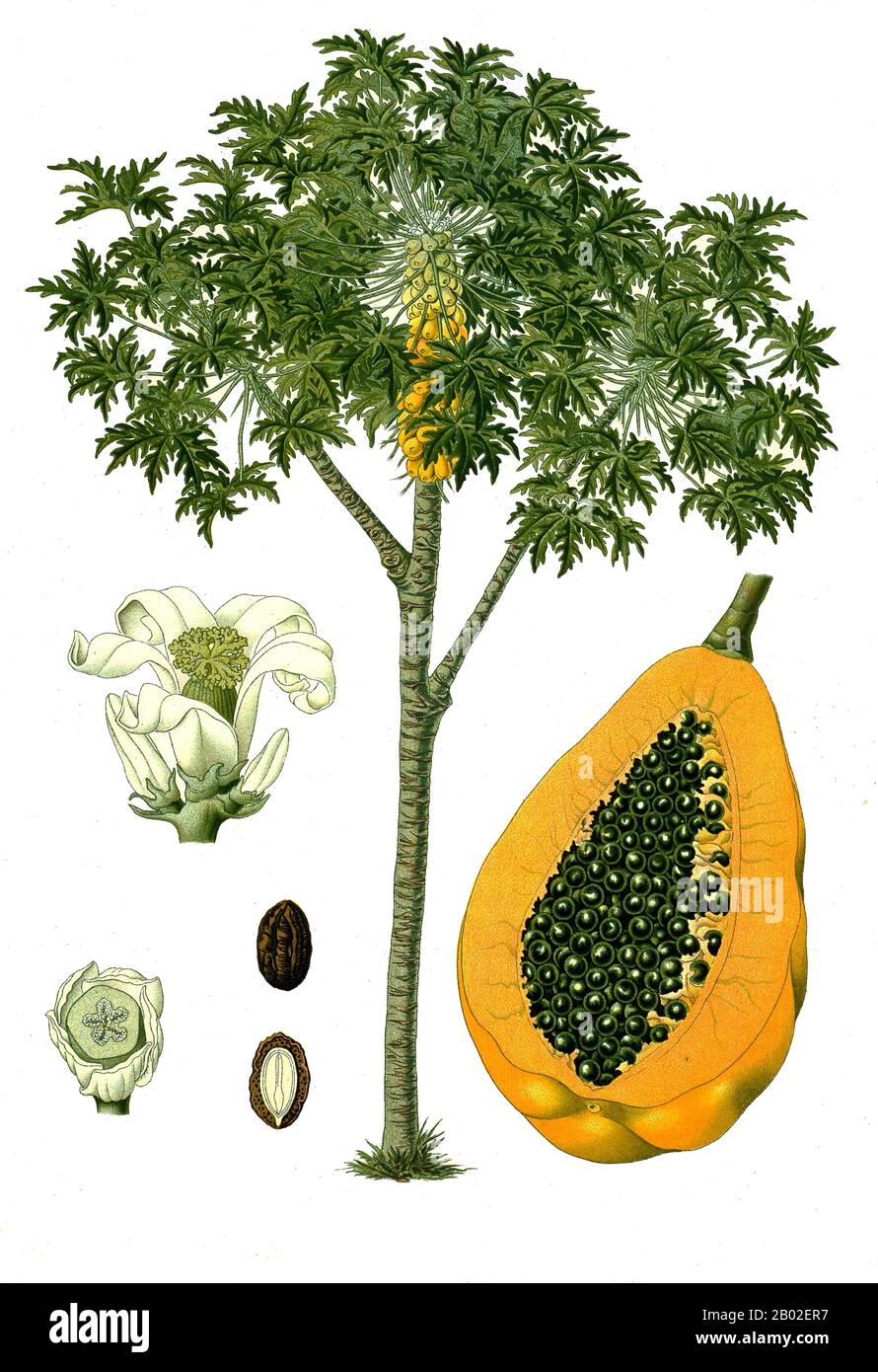 Die Papaya (von Carib über Spanisch), Papaw oder Pawpaw ist die Frucht der Pflanze Carica papaya, der einzigen Art in der Gattung Carica der Pflanzenfamilie Caricaceae. Sie ist in den Tropen Amerikas heimisch, vielleicht aus dem Süden Mexikos und dem benachbarten Mittelamerika. Es wurde zuerst einige Jahrhunderte vor der Entstehung der mesoamerikanischen klassischen Zivilisationen in Mexiko kultiviert. Die Papaya ist eine große, baumartige Pflanze, mit einem einzigen Stamm, der von 5 bis 10 m (16 bis 33 ft) groß wird, mit spiralig angeordneten Blättern, die auf die Oberseite des Stammes beschränkt sind. Der untere Stamm ist auffällig scharrt WH Stockfoto