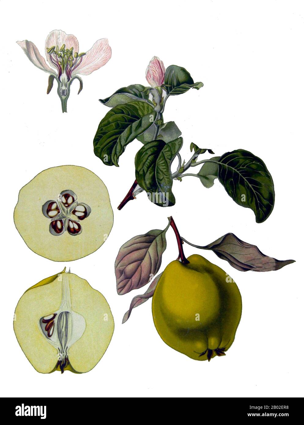 Quince ist das einzige Mitglied der Gattung Cydonia in der Familie Rosaceae (die neben anderen Früchten auch Äpfel und Birnen enthält). Die Quitte /ˈkwɪns/, ist ein kleiner Laubbaum, der eine Tombensorte trägt, ähnlich einer Birne, und bei Reife leuchtend goldgelb. Im Laufe der Geschichte wurde die gekochte Frucht als Nahrung verwendet, aber der Baum wird auch wegen seiner attraktiven blassrosafarbenen Blüte und anderen ornamentalen Qualitäten angebaut. Der Baum wird 5 bis 8 Meter hoch und 4 bis 6 Meter breit. Die Frucht ist 7 bis 12 Zentimeter (3 bis 5 Zoll) Stockfoto