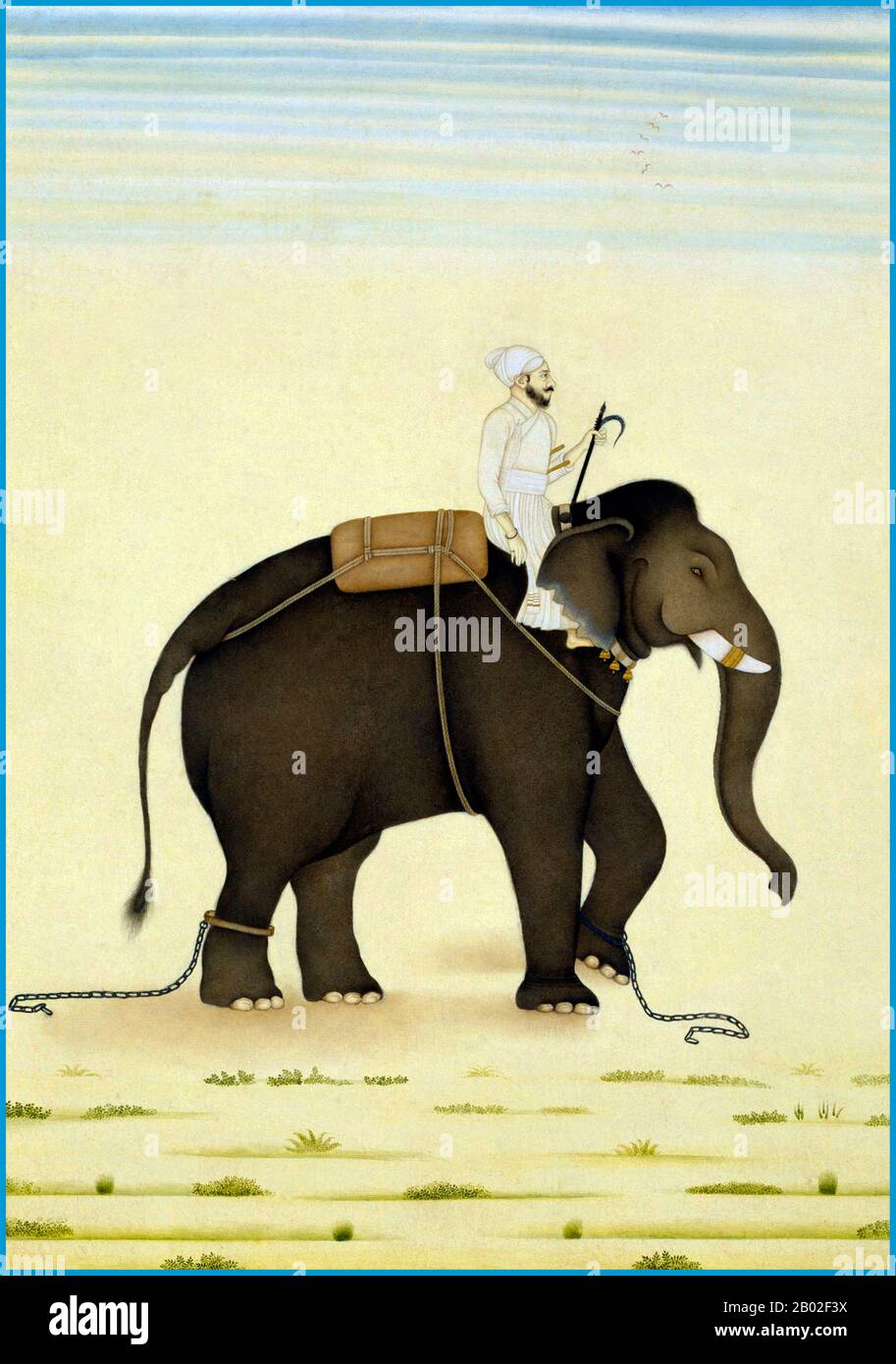 Der indische Elefant (Elephas maximus indicus) ist eine von drei anerkannten Arten des asiatischen Elefanten und auf dem asiatischen Festland heimisch. Im Allgemeinen sind asiatische Elefanten kleiner als afrikanische Elefanten und haben den höchsten Körperpunkt auf dem Kopf. Die Spitze ihres Stammes hat einen fingerartigen Vorgang. Ihr Rücken ist konvex oder waagerecht. Indische Elefanten erreichen eine Schulterhöhe zwischen 2 und 3,5 m (6,6 und 11,5 ft), wiegen zwischen 2.000 und 5.000 kg (4.400 und 11.000 lb) und haben 19 Rippenpaare. Ihre Hautfarbe ist heller als bei Maximus mit kleineren Flecken der Depigmentierung, aber dunkler als bei Sum Stockfoto