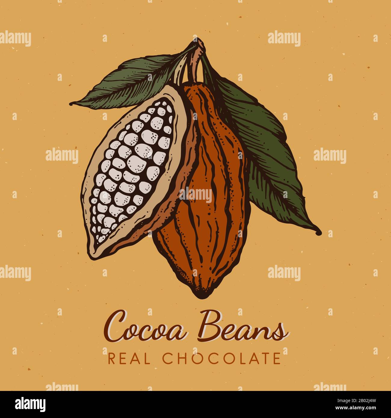 Kakaobohnen Handgezeichnete Skizzenabbildung im Vintage-Stil Stock Vektor
