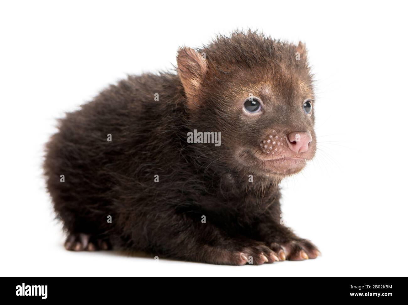 Baby Bushdog liegen, Speothos venaticus, 2 Monate alt, isoliert auf weiß Stockfoto