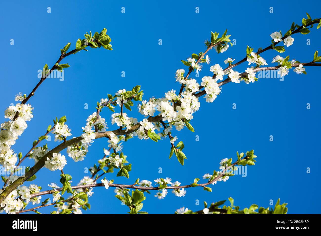 Weiße Blüte auf einem verdammten Sämling, der in einem englischen Garten Großbritannien gegen einen klaren blauen Himmel zeigt Stockfoto