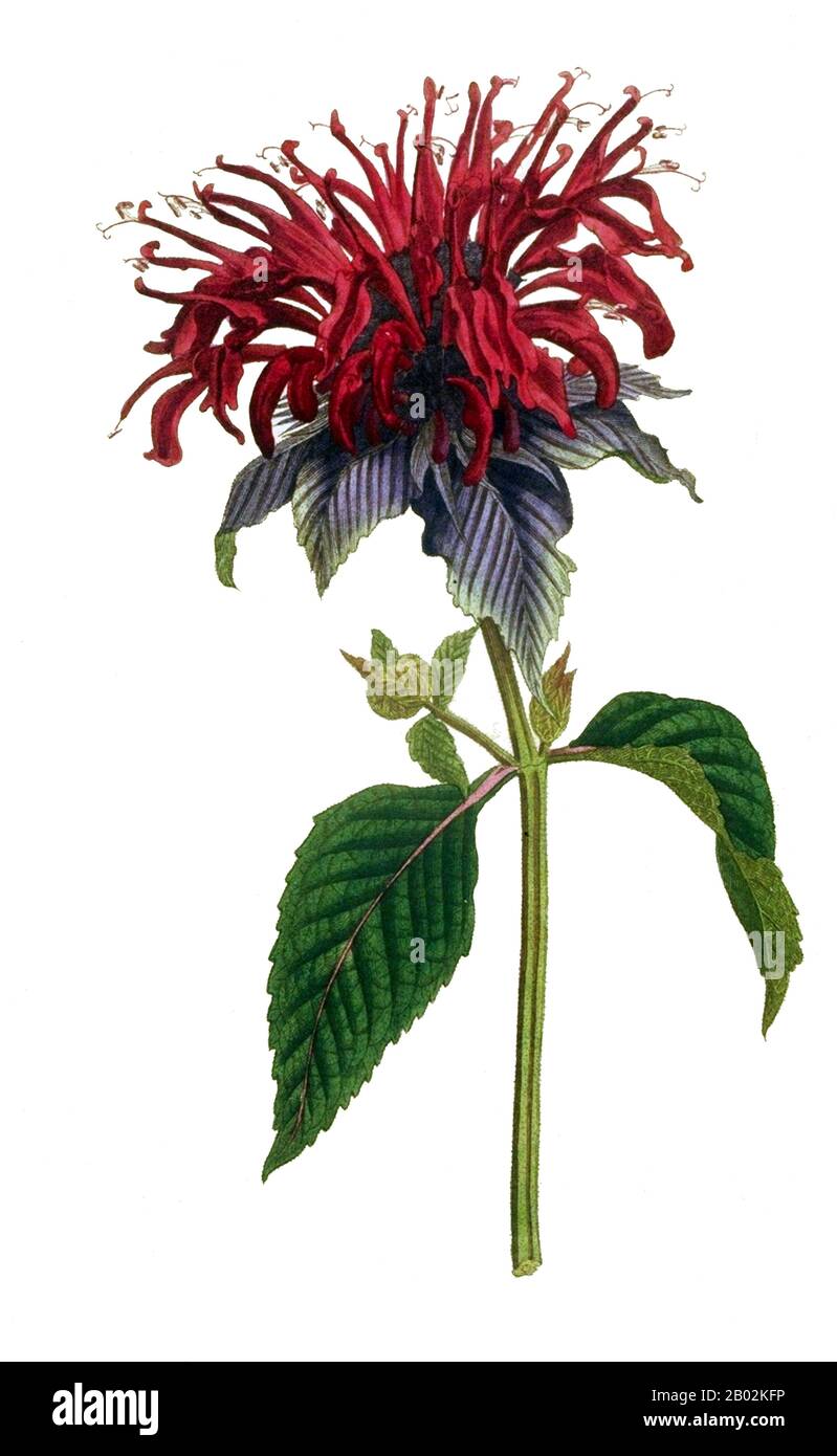 UK: 'Monarda didyma; oder 'Bee Balm'. Botanische Illustration aus 'The Botanical Magazine' Bd. 5. Nr. 145, von Sydenham Edwards (1768-1819), 1792. Monarda ist eine Gattung von Blütenpflanzen in der Familie der Lippenblütler, Lamiaceae. Die Gattung ist in Nordamerika heimisch. Zu den gebräuchlichen Namen gehören Bienenbalsam, Pferdemünze, Oswego-Tee und Bergamotte, letztere inspiriert durch den Duft der Blätter, der an Bergamotte (Citrus bergamia) erinnert. Die Gattung wurde nach dem spanischen Botaniker Nicolás Monardes benannt, der 1574 ein Buch über Pflanzen der Neuen Welt verfasste. Stockfoto