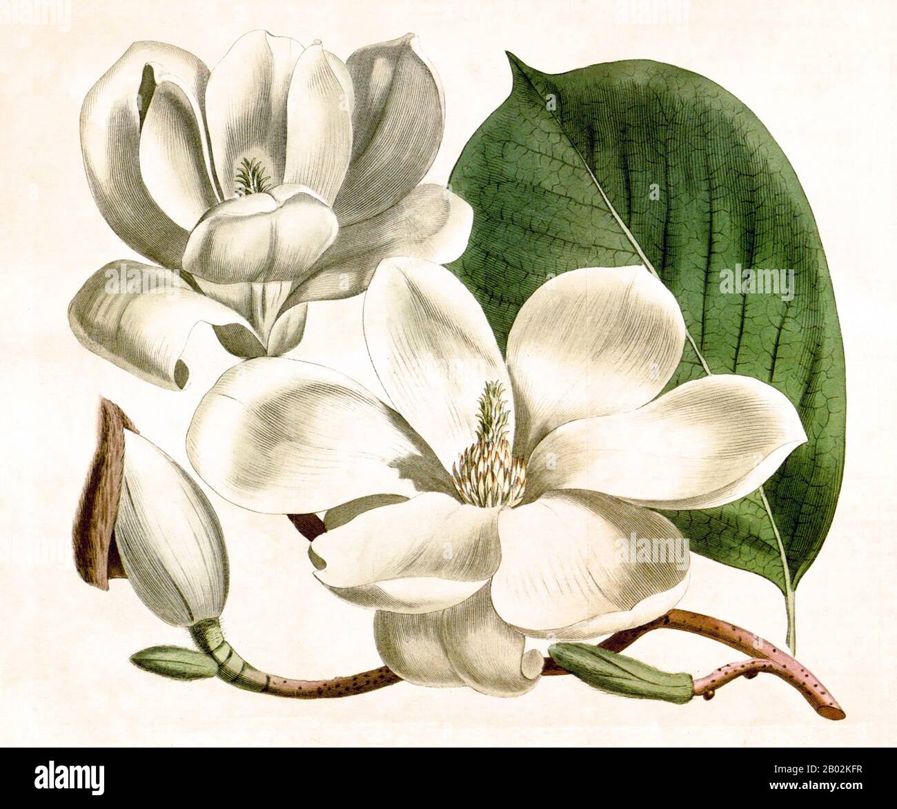 Magnolia denudata, bekannt als yulan-magnolie (vereinfachtes Chinesisch: 玉兰花; traditionelles Chinesisch: 玉蘭花; Pinyin: yùlánhuā; wörtlich: "Jade-Orchidee/Lilie"), ist in Zentral- und Ostchina heimisch. Seit 600 v. Chr. wird sie in chinesischen buddhistischen Tempelgärten kultiviert. Seine Blumen galten in der Tang-Dynastie als Symbol der Reinheit und wurden auf dem Gelände des Kaiserpalastes gepflanzt. Es ist die offizielle Stadtblume Shanghais. Magnolia denudata ist ein ziemlich niedriger, abgerundeter, stark verzweigter und grobstrukturierter Baum bis zu 9,1 m (30 Fuß) groß. Die Blätter sind ovat, leuchtend grün, 15 cm lang und 8 c Stockfoto