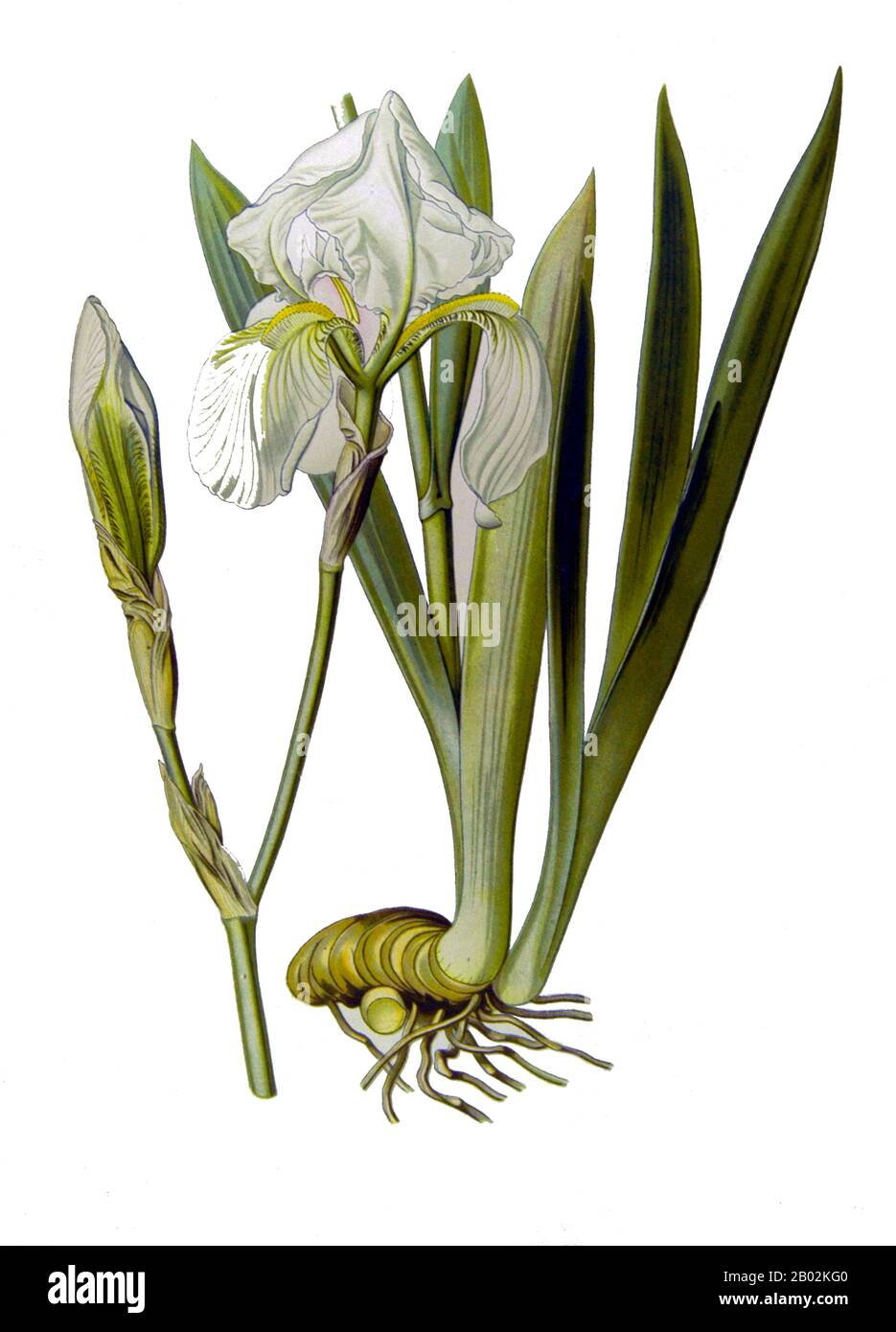 Iris pallida (Dalmatinische Iris oder Sweet Iris) ist eine winterharte, blühende mehrjährige Pflanze der Gattung Iris, Familie Iridaceen. Sie ist an der Küste Dalmatiens (Kroatien) heimisch, aber anderswo weit eingebürgert. Sie ist Mitglied der Untergattungen Iris, das heißt, sie ist eine bärtige Iris und wächst aus einem Rhizom. Sie wird als Gartenpflanze und kommerziell zur Gewinnung ätherischer Öle aus ihrem Rhizom (Orriswurzel) kultiviert. Es wurde auch als Heilpflanze im Nahen Osten zur Heilung von Harnwegsinfektionen, zum Kochen der Blätter oder der Rhizome in Wasser verwendet. Stockfoto
