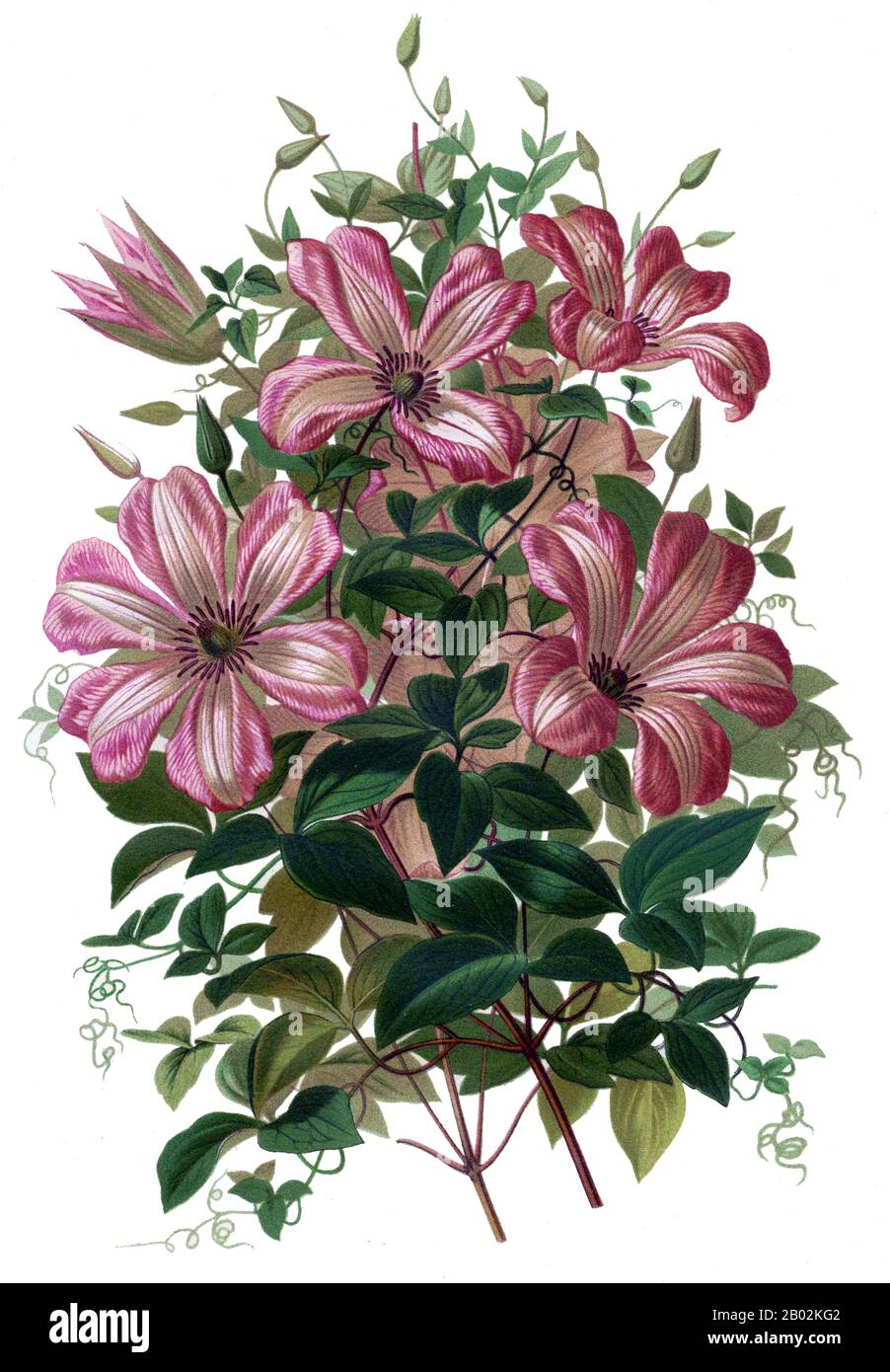 Clematis ist eine etwa 300 Arten zählende Gattung innerhalb der Schmetterlingsfamilie Ranunculaceen. Ihre Gartenhybriden sind bei den Gärtnern beliebt, beginnend mit Clematis 'Jackmanii', einem Garten-Standby seit dem Jahr 1862. Es werden ständig mehr Hybrid-Kultivare produziert. Sie sind hauptsächlich chinesischen und japanischen Ursprungs. Die meisten Arten sind auf Englisch als Clematis bekannt, während einige auch als "Traveller's Joy" bekannt sind, ein Name, der von dem Kräuterkundigen John Gerard für den einzigen britischen Ureinwohner C. vitalba erfunden wurde; Jungfernbräucher für C. viticella; Alter Bart, auf mehrere mit prominenten Seedheads aufgetragen; und Lederblüte Stockfoto