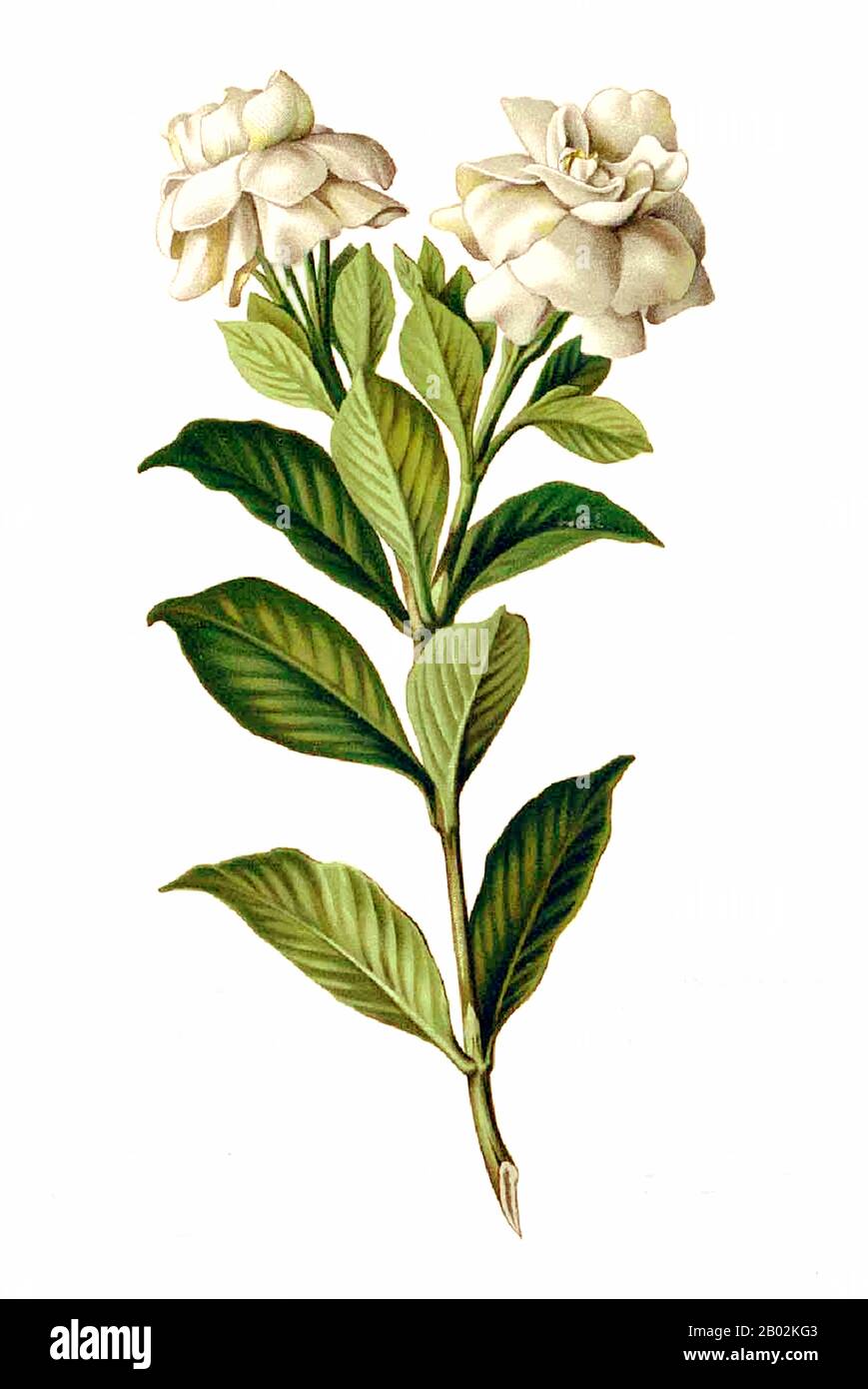 Gardenia jasminoides, (Gemeine Gardenia, kapjasmin oder kap-jessamin) ist eine immergrüne blühende Pflanze der Familie Rubiaceae. Sie stammt aus Asien und wächst am häufigsten in Vietnam, Südchina, Taiwan, Japan, Myanmar und Indien. Mit ihren glänzend grünen Blättern und stark duftenden weißen Sommerblumen ist sie in Gärten in warm gemäßigten und subtropischen Klimazonen und als Hauspflanze in gemäßigten Regionen weit verbreitet. Es ist seit mindestens tausend Jahren in China im Anbau und wurde Mitte des 18. Jahrhunderts in englische Gärten eingeführt. Viele Sorten wurden gezüchtet Stockfoto