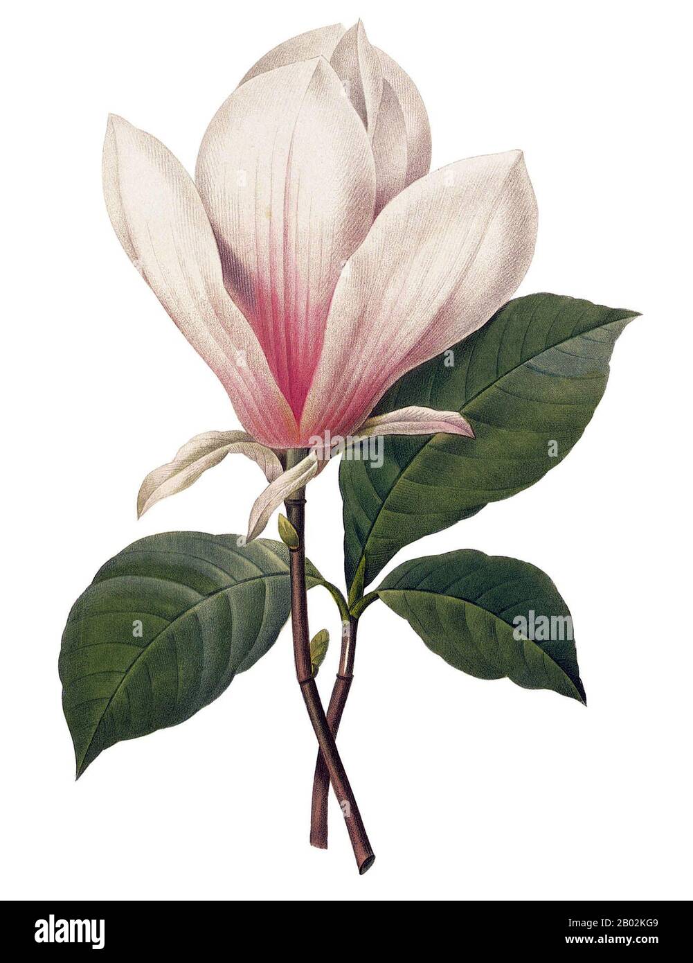 Magnolioideae ist eine große Gattung von etwa 210 blühenden Pflanzengattungen in der Familie Magnolioideae der Familie Magnoliaceae. Sie ist nach dem französischen Botaniker Pierre Magnol benannt. Das natürliche Spektrum der Magnolien-Arten ist eine disjunkte Verbreitung, mit einem Hauptzentrum in Ost- und Südostasien und einem Nebenzentrum im östlichen Nordamerika, Mittelamerika, den Westindien und einigen Arten in Südamerika. Stockfoto