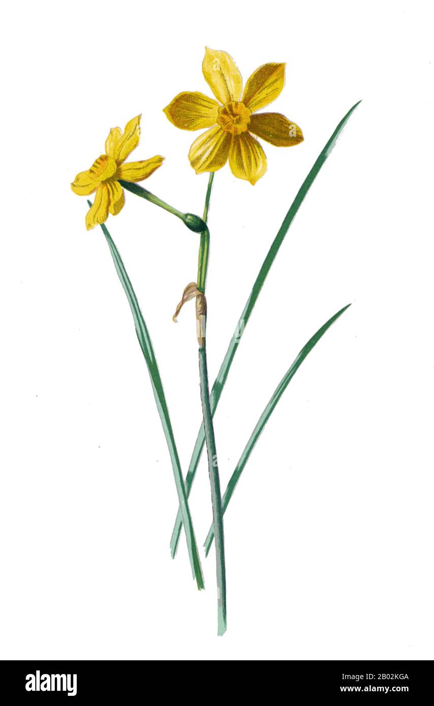 Narzisse ist eine Gattung vor allem winterharter, meist frühlingsblütiger, bauchiger Stauden in der Familie Amaryllis, der Familie der Amaryllidoideae. Verschiedene verbreitete Namen, darunter Narzisse, Narzisse und jonquil, werden verwendet, um die gesamte oder einige der Gattung zu beschreiben. Sie sind auf Wiesen und Gehölzen in Europa, Nordafrika und Westasien heimisch, mit einem Verbreitungsgebiet im westlichen Mittelmeer. Die Anzahl der verschiedenen Arten variiert je nach ihrer Klassifizierung stark, wobei die Unterschiede aufgrund der Ähnlichkeit zwischen Arten und der Hybridisierung zwischen Arten bestehen. Die Anzahl der definierten Arten reicht von 26 t Stockfoto