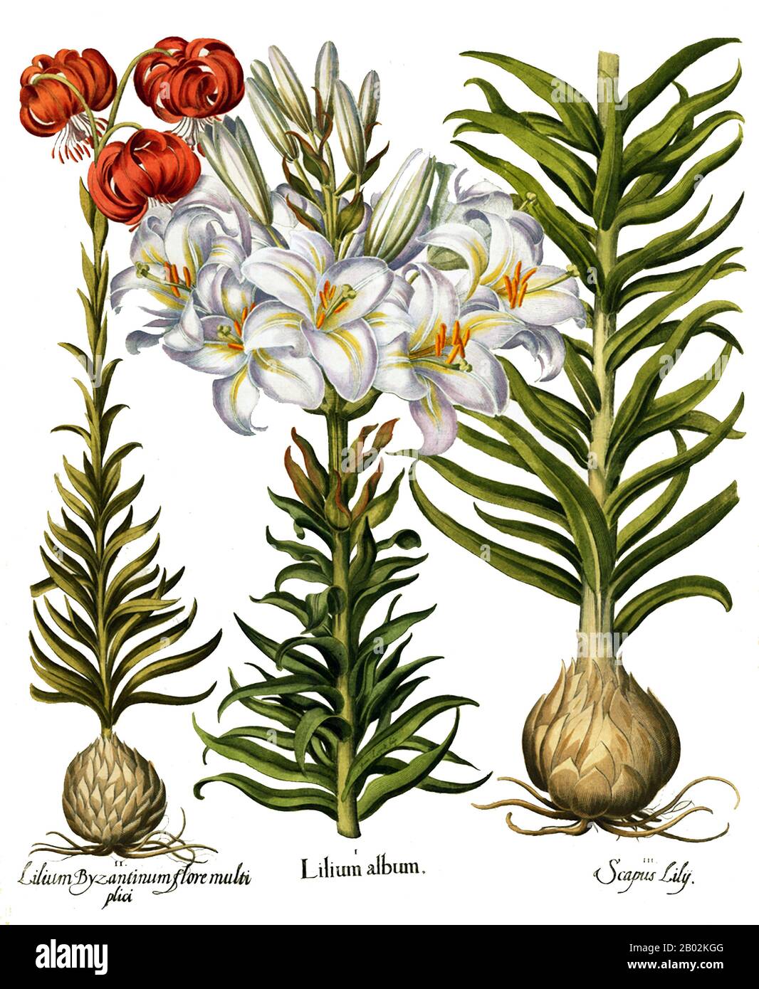Lilium (Mitglieder davon echte Lilienblätter) ist eine Gattung von krautigen, aus Birnen wachsenden Pflanzen, die alle mit großen auffälligen Blumen bewachsen sind. Lilien sind eine Gruppe von blühenden Pflanzen, die in der Kultur und Literatur in weiten Teilen der Welt wichtig sind. Die meisten Arten sind auf der gemäßigten Nordhalbkugel heimisch, obwohl ihre Reichweite bis in die nördlichen Subtropen reicht. Viele andere Pflanzen haben "Lilie" in ihrem gemeinsamen Namen, sind aber nicht verwandt mit echten Lilien. Stockfoto