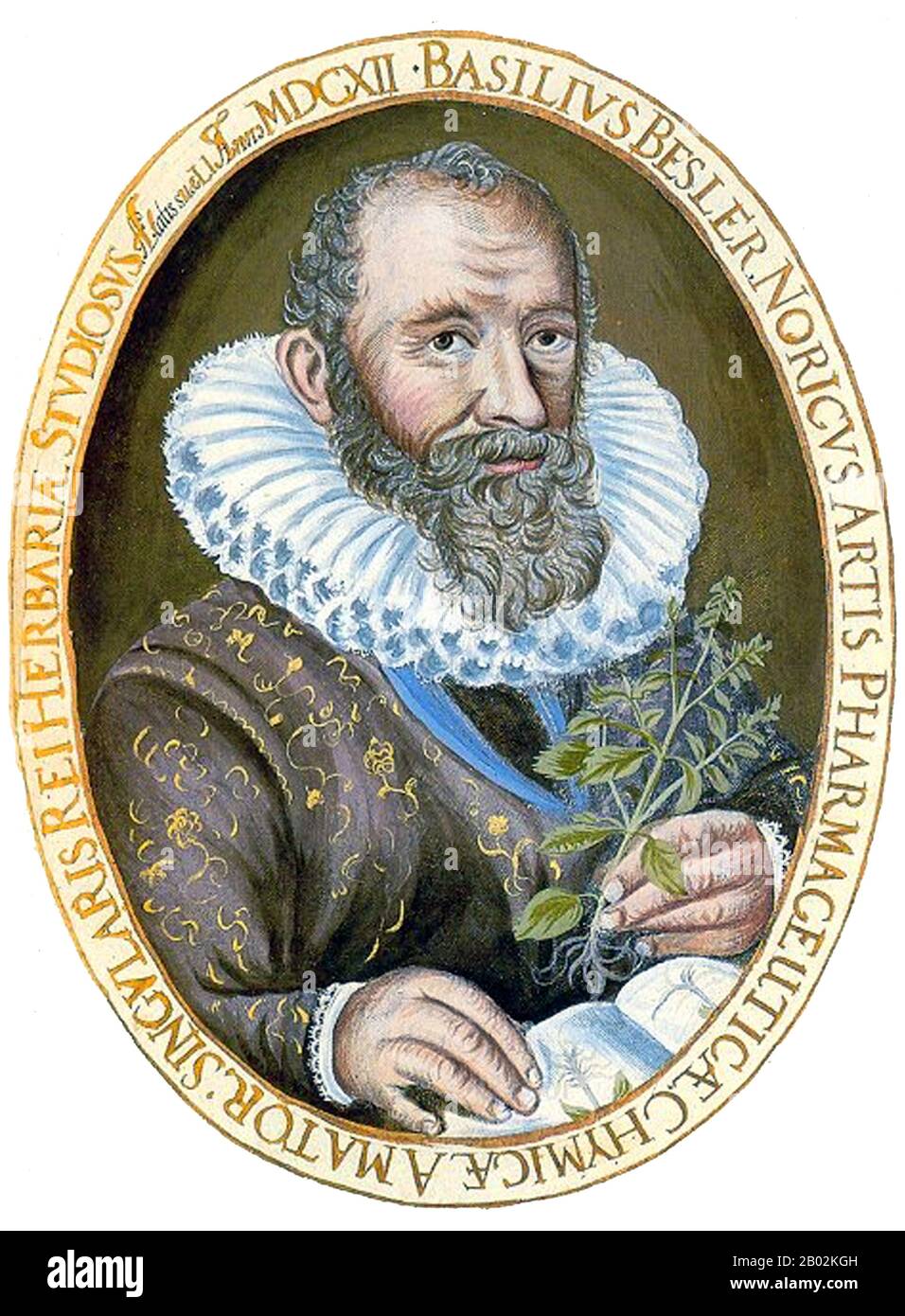 Basilius Besler (1561-1629) war ein angesehener Nürnberger Apothecär und Botaniker, der vor allem für seine monumentale botanische Studie Hortus Eystettenis, 1613, bekannt ist. Er war Kurator des Gartens von Johann Konrad von Gemmingen, Fürstbischöfe von Eichstätt in Bayern. Der Bischof war ein begeisterter Botaniker, der große Freude aus seinem Garten herleitete, der Hortus Botanicus Leiden unter den frühen europäischen Botanischen Gärten außerhalb Italiens rivalisierte. Stockfoto