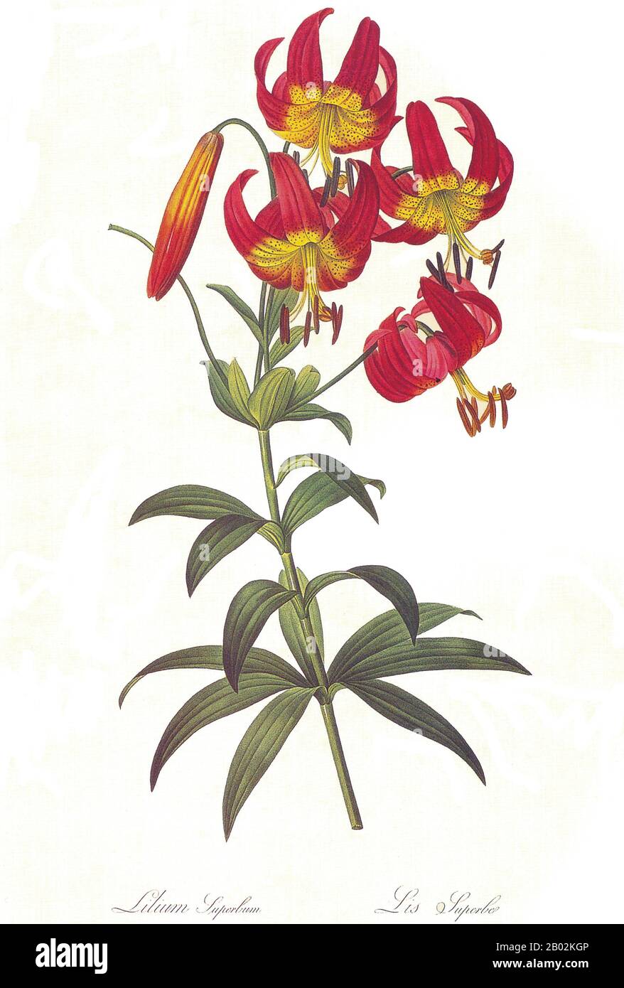 Lilium (Mitglieder davon echte Lilienblätter) ist eine Gattung von krautigen, aus Birnen wachsenden Pflanzen, die alle mit großen auffälligen Blumen bewachsen sind. Lilien sind eine Gruppe von blühenden Pflanzen, die in der Kultur und Literatur in weiten Teilen der Welt wichtig sind. Die meisten Arten sind auf der gemäßigten Nordhalbkugel heimisch, obwohl ihre Reichweite bis in die nördlichen Subtropen reicht. Viele andere Pflanzen haben "Lilie" in ihrem gemeinsamen Namen, sind aber nicht verwandt mit echten Lilien. Stockfoto