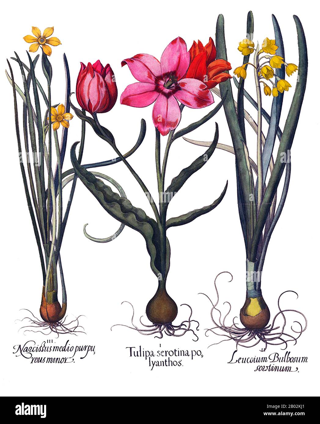 Die Tulpe ist eine mehrjährige, bauchige Pflanze mit auffälligen Blumen in der Gattung Tulipa, von der derzeit etwa 75 Wildarten angenommen werden und die zur Familie Liliaceae gehört. Die einheimische Bandbreite der Gattung reicht nach Westen bis zur Iberischen Halbinsel, über Nordafrika bis Griechenland, den Balkan, die Türkei, in die gesamte Levante (Syrien, Israel, Libanon, Jordanien) und den Iran, nach Norden bis zur Ukraine, nach Südsibirien und in die Mongolei und nach Osten bis in den Nordwesten Chinas. Das Zentrum der Vielfalt der Tulpen liegt in den Bergen Pamir, Hindukusch und Tien Shan. Es ist ein typisches Element der Steppen- und winterregenreichen Mittelmeer-Schleie Stockfoto