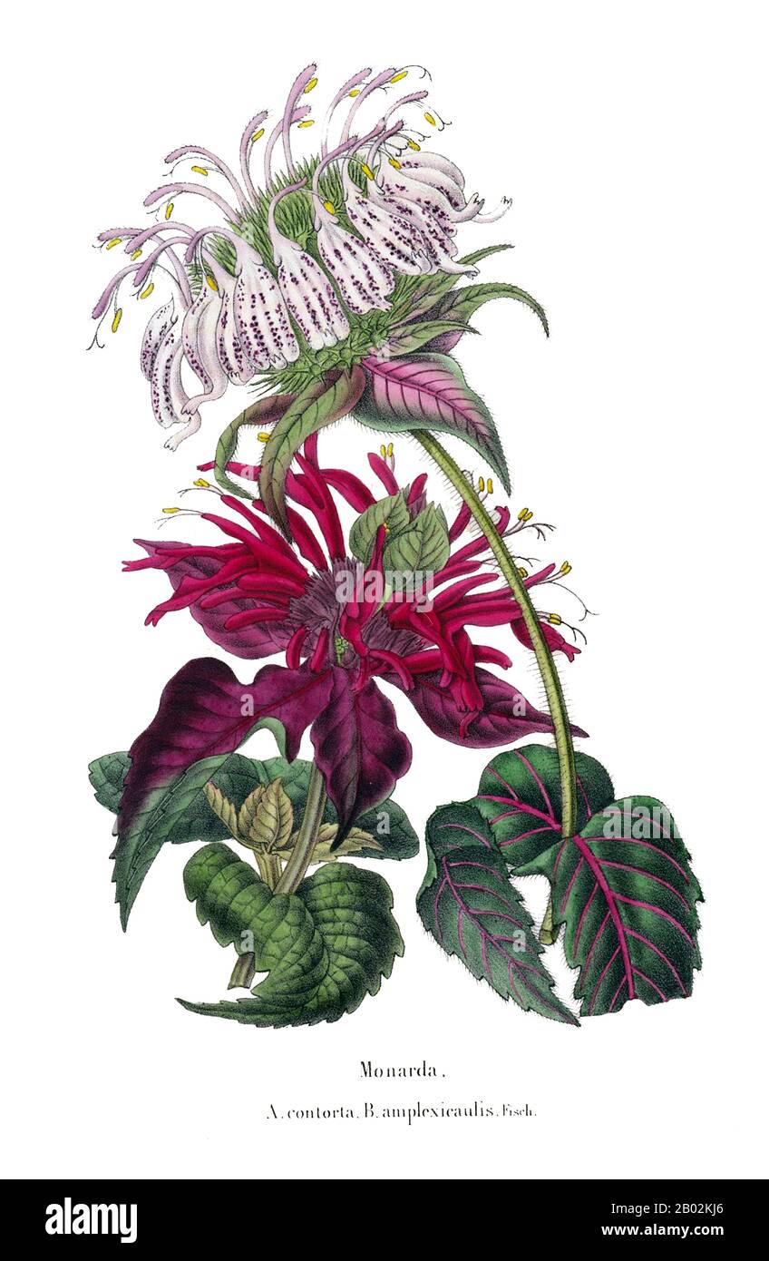 Monarda ist eine Pflanzenwelt aus der Familie der Minzenblütler Lamiaceae. Die Gattung ist endemisch in Nordamerika. Übliche Bezeichnungen sind Bienbalm, Pferdefleisch, oswego-tee und Bergamot, letztere inspiriert durch den Duft der Blätter, der an Bergamot-Orange (Citrus bergamia) erinnert. Die Gattung wurde nach dem spanischen Botaniker Nicolás Monardes benannt, der 1574 ein Buch schrieb, in dem Pflanzen der neuen Welt beschrieben wurden. Stockfoto