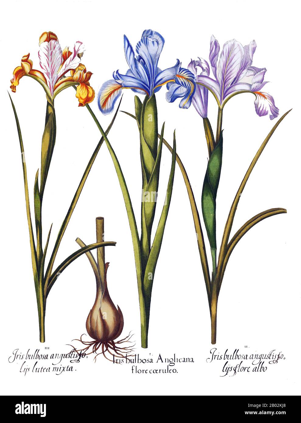 Basilius Besler (1561-1629) war ein angesehener Nürnberger Apothecär und Botaniker, der vor allem für seine monumentale botanische Studie Hortus Eystettenis, 1613, bekannt ist. Er war Kurator des Gartens von Johann Konrad von Gemmingen, Fürstbischöfe von Eichstätt in Bayern. Der Bischof war ein begeisterter Botaniker, der große Freude aus seinem Garten herleitete, der Hortus Botanicus Leiden unter den frühen europäischen Botanischen Gärten außerhalb Italiens rivalisierte. Stockfoto