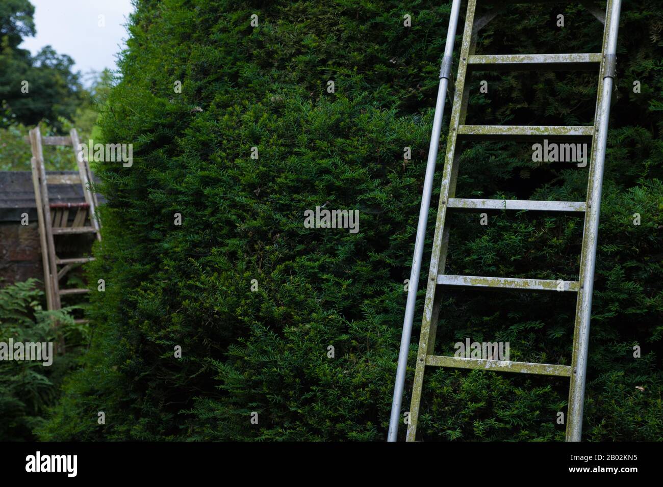Gartenleitern liehen gegen einen großen immergrünen Baum. Stockfoto