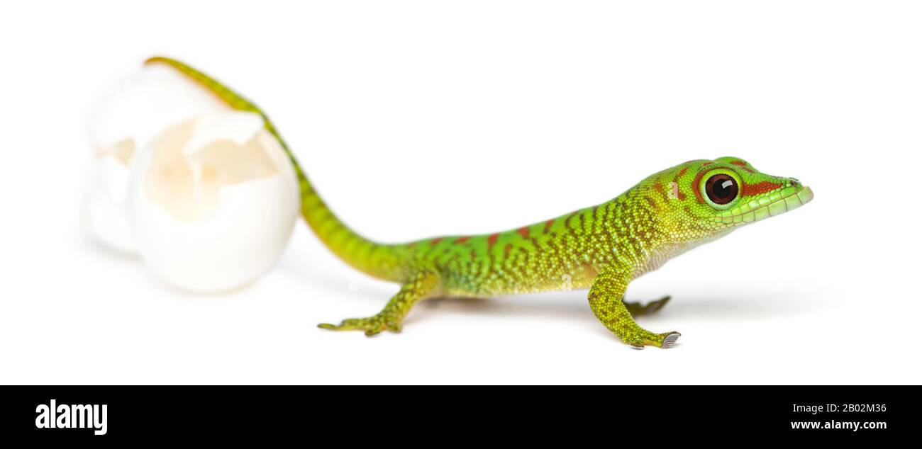 Seitenansicht eines madagassischen Riesentaggeckos neben Eiern, aus denen er ausbrütet, Phelsuma madagascariensis grandis, isoliert auf Weiß Stockfoto