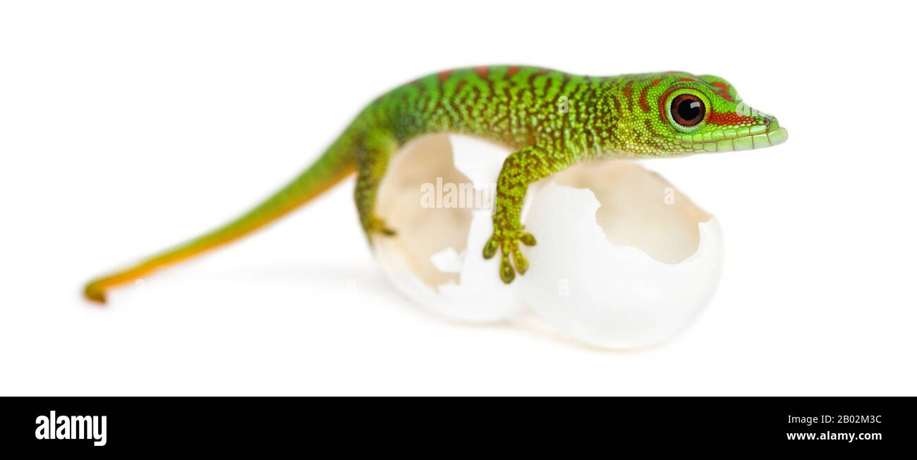 Seitenansicht eines madagassischen Riesentaggeckos auf Eiern, aus denen er ausbrütete, Phelsuma madagascariensis grandis, isoliert auf Weiß Stockfoto