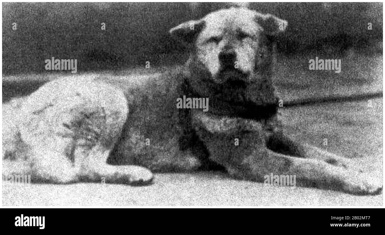 Hachikō (ハチ公, 10. November 1923 - 8. März 1935) war ein Akita-Hund, der auf einem Bauernhof in der Nähe der Stadt Ōdate, Präfektur Akita, geboren wurde und an den seine bemerkenswerte Treue zu seinem Besitzer erinnert, die viele Jahre nach dem Tod seines Besitzers andauerte. Im Jahr 1924 nahm Hidesaburō Ueno, Professor für Landwirtschaft an der Universität Tokio, als Haustier den goldbraunen Akita in Hachikō auf. Während seines Besitzers begrüßte ihn Hachikō am Ende eines jeden Tages auf der nahe gelegenen Station Shibuya. Das Paar setzte seinen Alltag bis Mai 1925 fort, als Professor Ueno nicht mehr zurückkam. Der Professor hatte gelitten Stockfoto