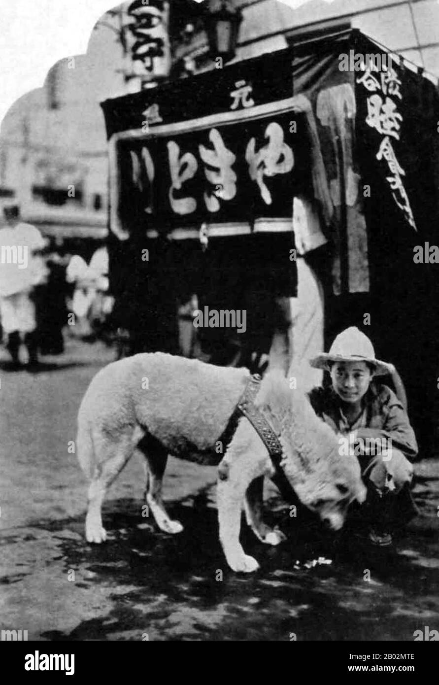 Hachikō (ハチ公, 10. November 1923 - 8. März 1935) war ein Akita-Hund, der auf einem Bauernhof in der Nähe der Stadt Ōdate, Präfektur Akita, geboren wurde und an den seine bemerkenswerte Treue zu seinem Besitzer erinnert, die viele Jahre nach dem Tod seines Besitzers andauerte. Im Jahr 1924 nahm Hidesaburō Ueno, Professor für Landwirtschaft an der Universität Tokio, als Haustier den goldbraunen Akita in Hachikō auf. Während seines Besitzers begrüßte ihn Hachikō am Ende eines jeden Tages auf der nahe gelegenen Station Shibuya. Das Paar setzte seinen Alltag bis Mai 1925 fort, als Professor Ueno nicht mehr zurückkam. Der Professor hatte gelitten Stockfoto