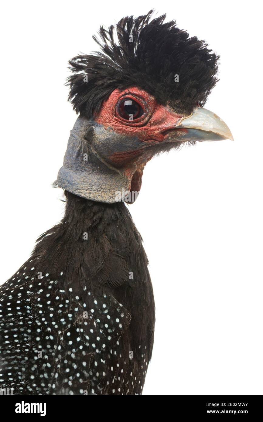 Crested Guineafowl, Guttera pucherani, isoliert auf Weiß Stockfoto
