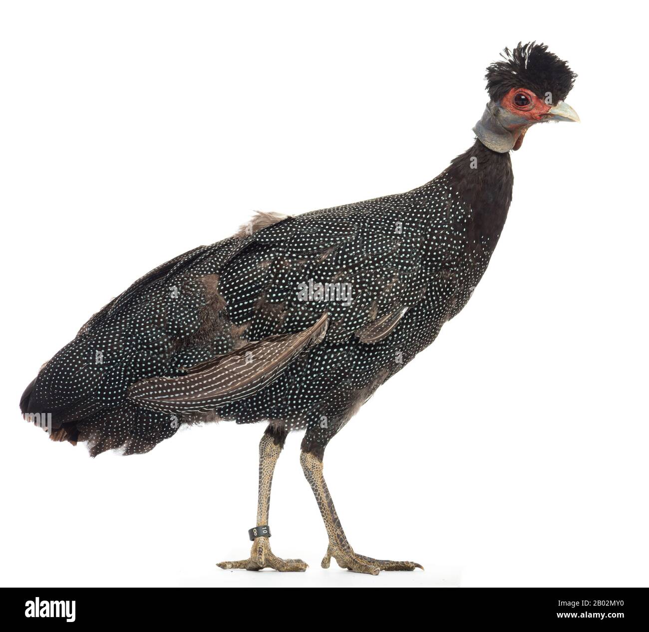 Crested Guineafowl, Guttera pucherani, isoliert auf Weiß Stockfoto
