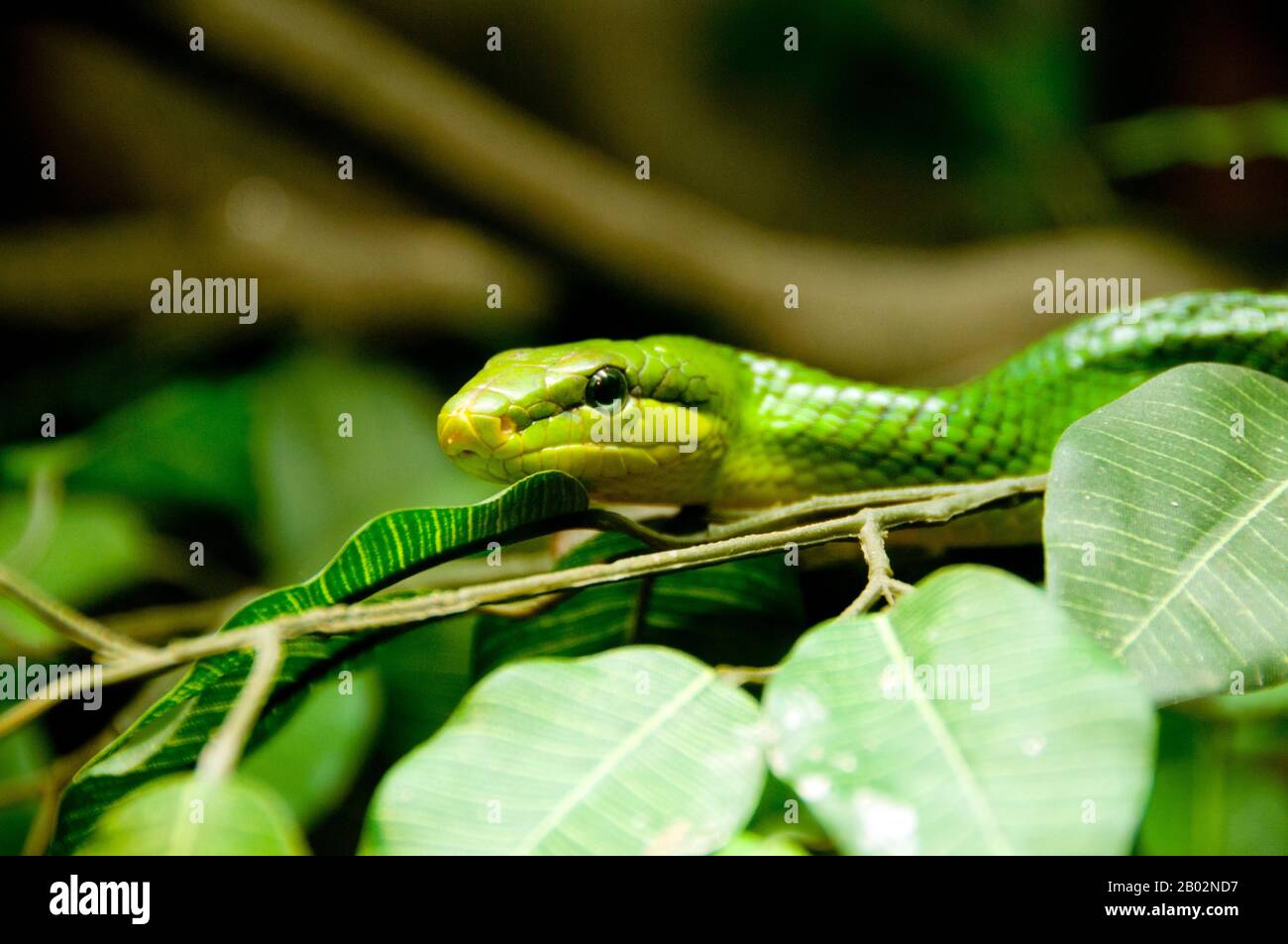 Die Rotschwänzige Grünratschlange (Gonyosoma oxycephalum, auch Arborealratschlange und Rotschwänziger genannt) ist eine Schlangenart, die in Südostasien vorkommt. Es ist eine robuste Schlange mit kräftigen, glatten Schuppen auf dem Bauch, die sich ideal zum Klettern von Bäumen und über Äste eignet. Er hat kleinere, glatte Schuppen auf dem Rücken, die normalerweise hellgrün oder hellgrün sind und möglicherweise ein schwarzes netzartiges Muster aufweisen. Eine grau gefärbte Morphe mit gelbem Kopf existiert in Panay auf den Philippinen. Stockfoto