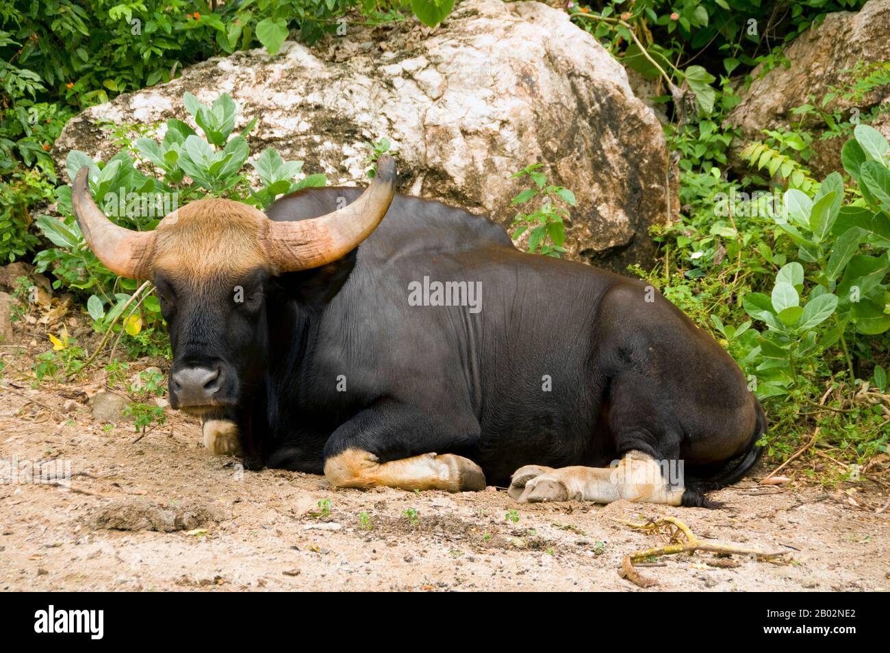 Das Gaur (Bos gaurus), auch indianisches Bison genannt, ist das größte Extant von Rindern und ist in Südasien und Südostasien heimisch. Die Art wird seit 1986 auf der Roten Liste der Weltnaturschutzarten als gefährdet geführt, da der Populationsrückgang in Teilen des Artenstandes in den letzten drei Generationen wahrscheinlich weit über 70 % betragen dürfte. Die Bevölkerungsentwicklung ist in gut geschützten Gebieten stabil und baut sich in einigen Bereichen wieder auf, die vernachlässigt wurden. Der Gaur ist die höchste Art von Wildvieh. Das malayanische Gaur wird Seladang genannt, das birmanische Gaur heißt Pfungel. Stockfoto