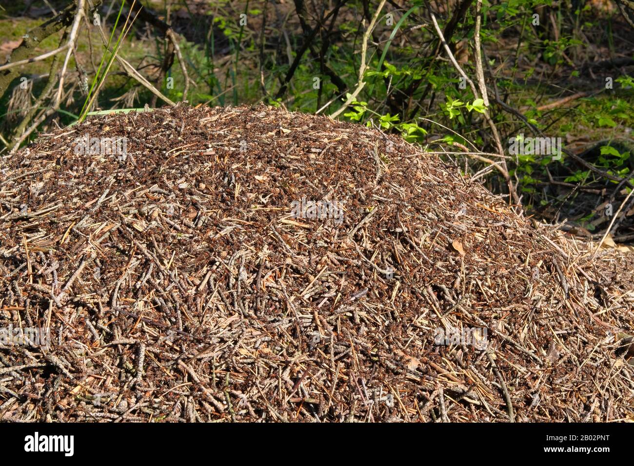 Blick auf den Wald anthill. Anthill mit Ameisenkolonie in Waldwildungsszene. Natur Wildlife, Nahaufnahme. Stockfoto