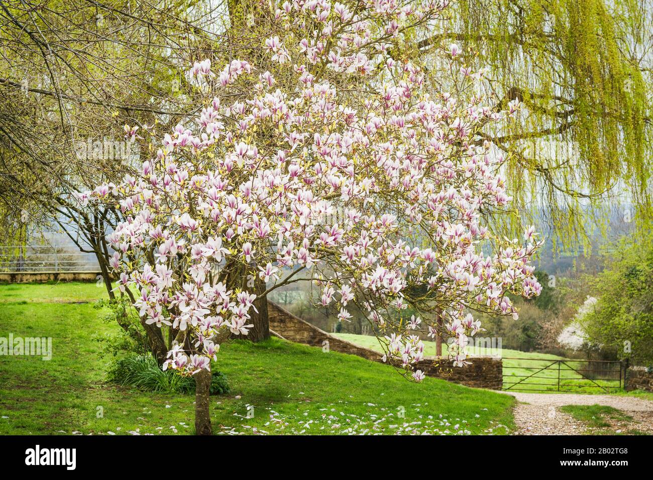 Ein feiner Magnolienbaum in Vollblüte zeigt, wie der Konflikt mit einem Prunus avium links das blühende Wachstum auf dieser Seite des Baumes gehemmt hat. Die Stockfoto