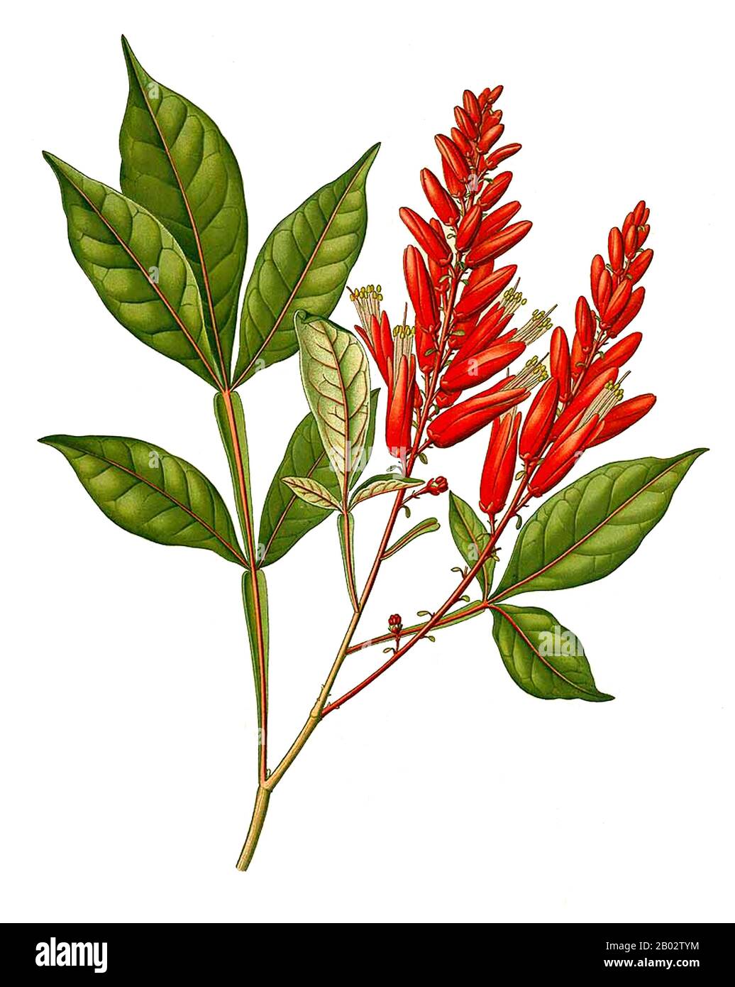 Quassia ist eine Pflanzenfamilie in der Familie Simaroubaceae. Seine Größe ist umstritten; einige Botaniker behandeln sie als nur aus einer Art bestehend, Quassia amara aus dem tropischen Südamerika, andere behandeln sie in einem weiten Zirkumskription als eine pantropische Gattung, die bis zu 40 Arten von Bäumen und Sträuchern enthält. Benannt wurde die Gattung nach einem ehemaligen Sklaven aus Surinam, Graman Quassi im achtzehnten Jahrhundert. Er entdeckte die medizinischen Eigenschaften der Rinde von Quassia amara. Stockfoto