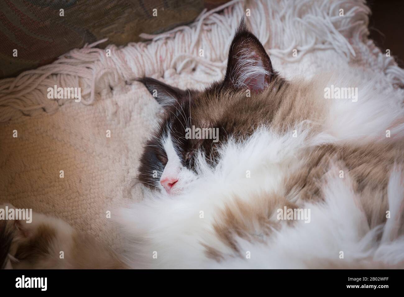 Eine schlafende, Erwachsene Ragdoll bicolor-Katze, die in ihrem eigenen halblanghaarigen Fellmantel in Großbritannien warm aufgehüpft wurde Stockfoto