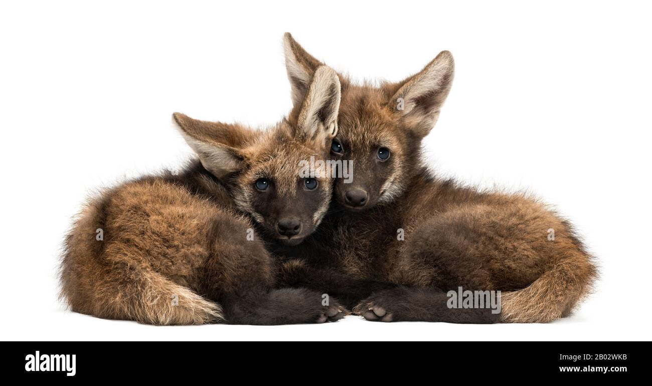 Zwei Zusammenliegende, Auf Weiß isolierte, Bedornte Wolfskuppen, Chrysocyon brachyurus Stockfoto