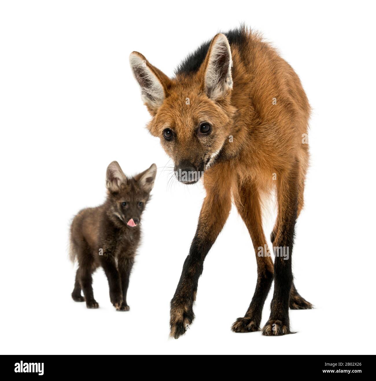 Maned Wolf Mama und Cub, mit Blick auf die Kamera, Chrysocyon brachyurus, isoliert auf weiß Stockfoto