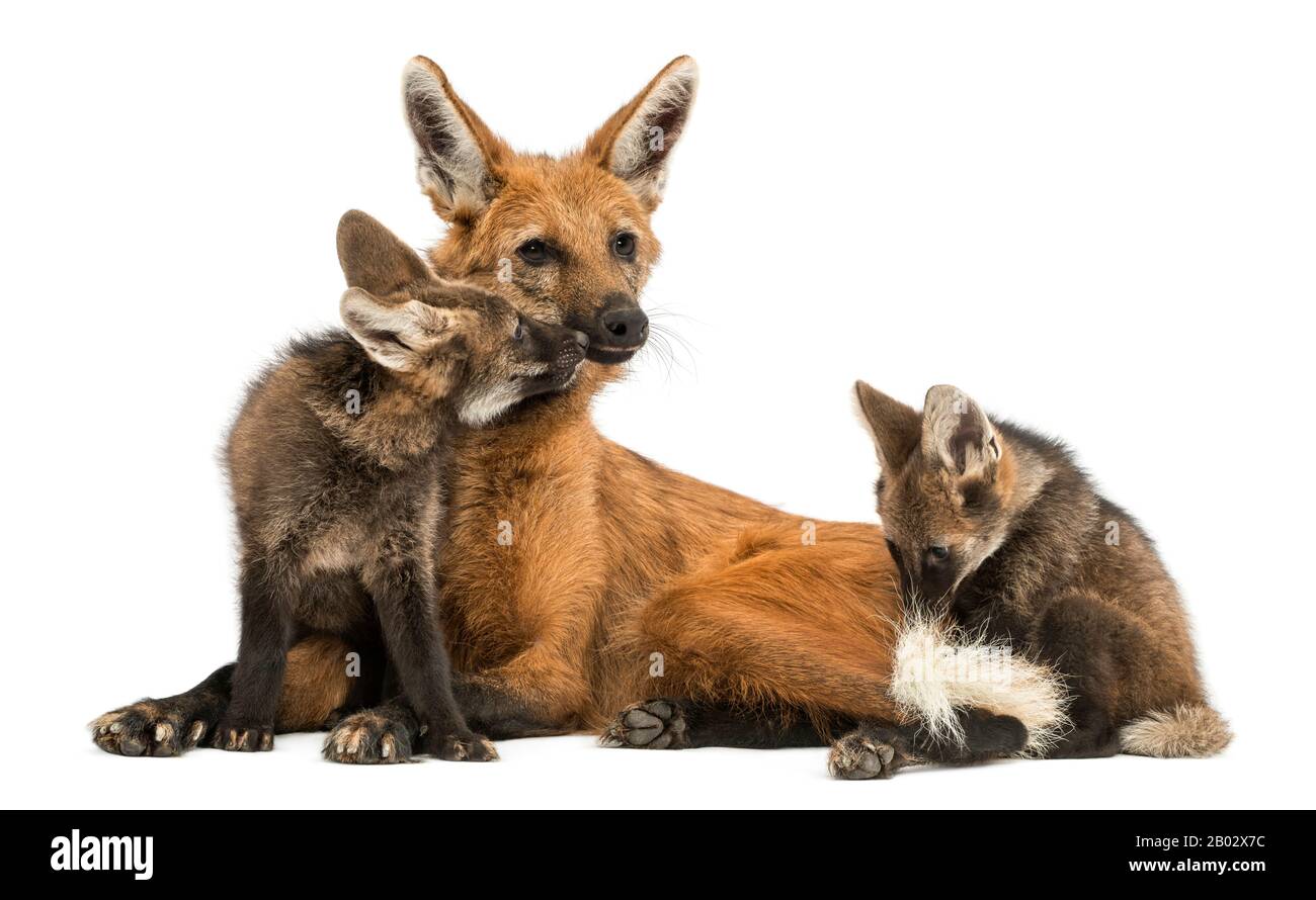 Mama und Kuppen aus Maned Wolf kuscheln, Chrysocyon brachyurus, isoliert auf weiß Stockfoto