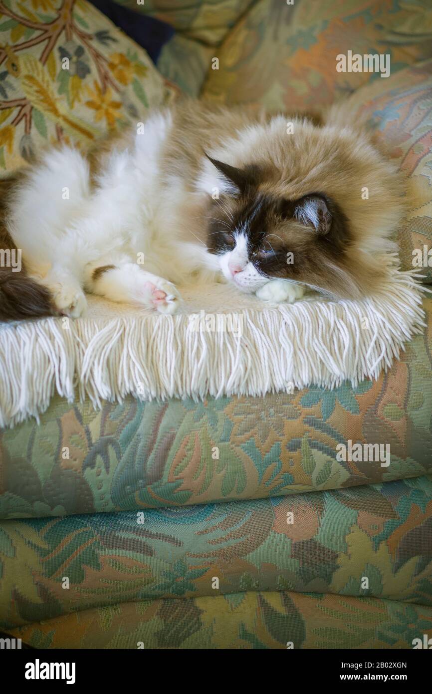 Halboffene Augen halten Sie die Uhr von einem hohen Sitz ab, da eine Ragdoll-Katze Ruhe mit Bewusstsein verbindet Stockfoto