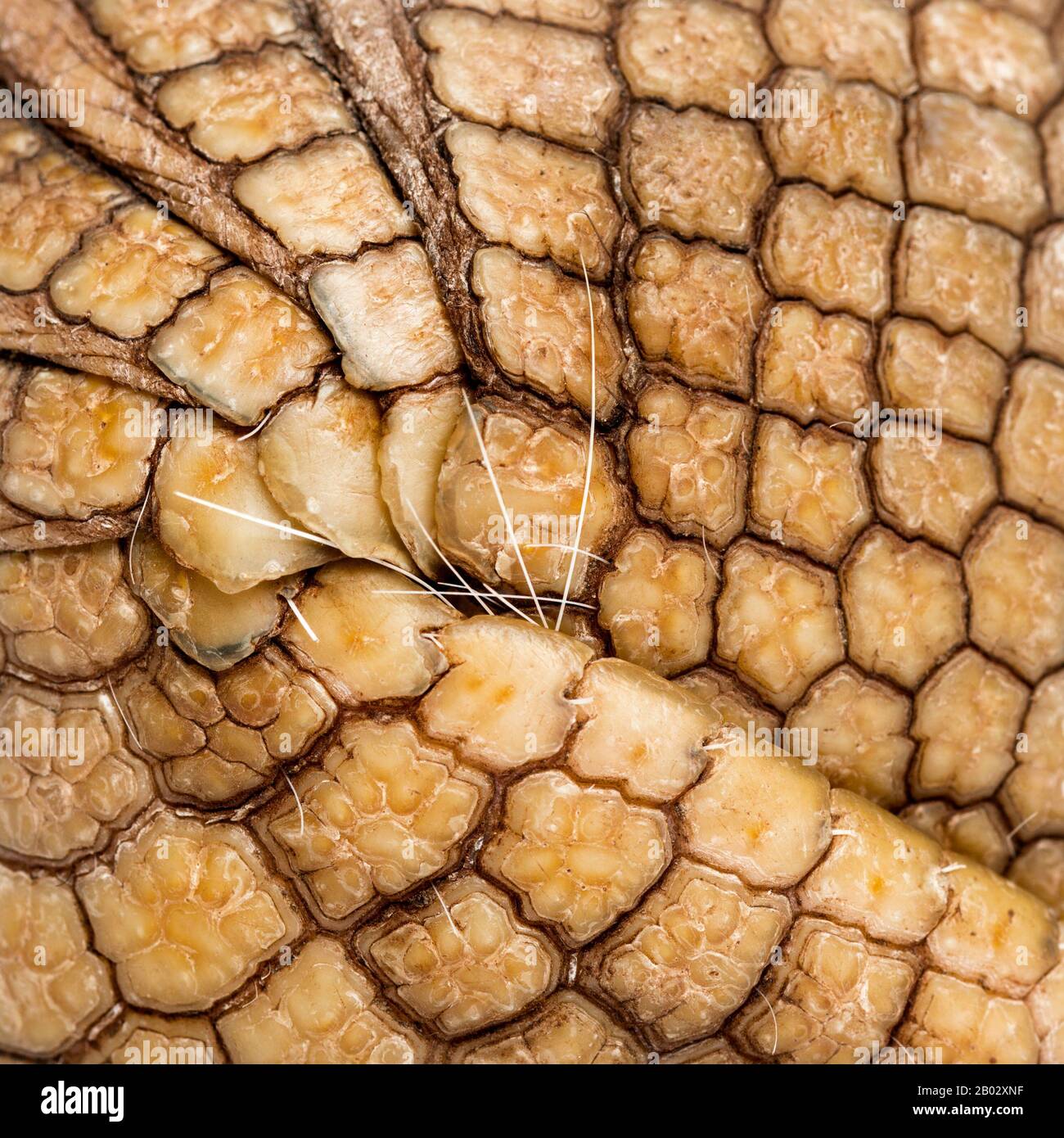 Brasilianisches dreigebändertes Gürteltier, Tolypeutes tricinctus - 4 Jahre alt Stockfoto