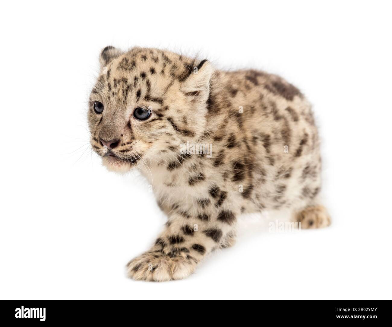 Snow Leopard cub, Panthera uncia, 1,5 Monate Stockfoto