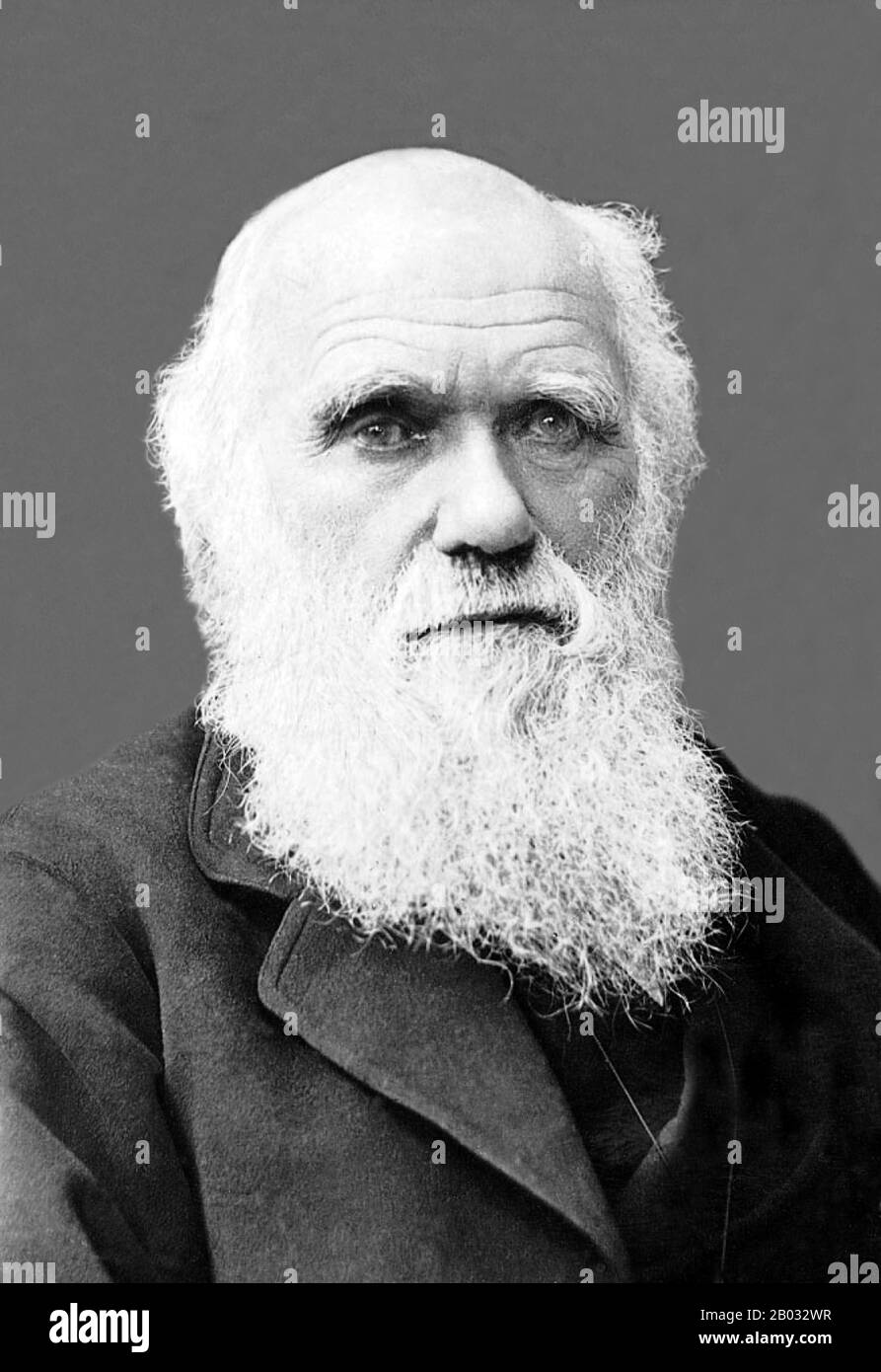 Charles Robert Darwin, FRS (12. Februar 1809 - 19. April 1882) war ein englischer Naturforscher und Geologe, der vor allem für seine Beiträge zur Evolutionstheorie bekannt ist. Er stellte fest, dass alle Lebensarten im Laufe der Zeit von gemeinsamen Vorfahren abstammen, Und in einer gemeinsamen Veröffentlichung mit Alfred Russel Wallace führte er seine wissenschaftliche Theorie ein, dass dieses Verzweigungsmuster der Evolution aus einem Prozess resultierte, den er natürliche Auswahl nannte, bei dem der Kampf um Existenz eine ähnliche Wirkung hat wie die künstliche Auswahl, die in der selektiven Züchtung involviert ist. Darwin veröffentlichte seine Evolutionstheorie mit Co Stockfoto