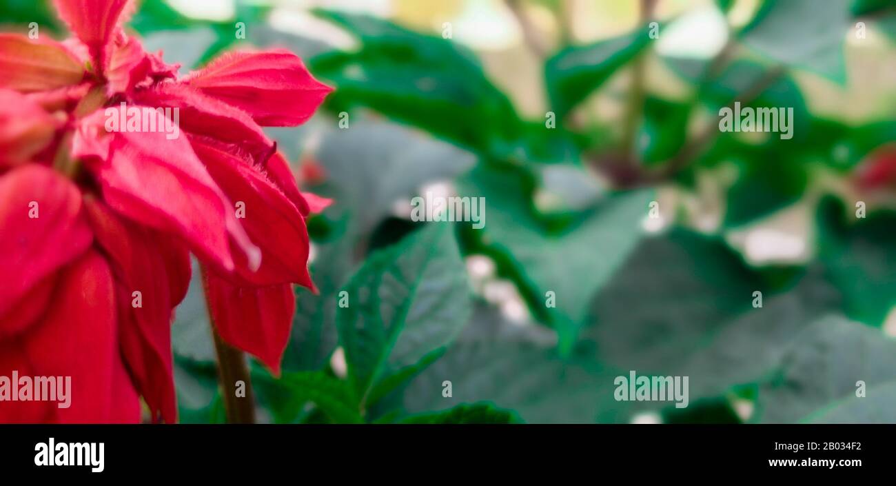 Blumen sind ein Geschenk für diese Erde. Wie Gerard De Nerval einmal sagte: "Jede Blume ist eine Seele, die in der Natur blüht." Sie malen kontrastierende Farben entlang der TH Stockfoto
