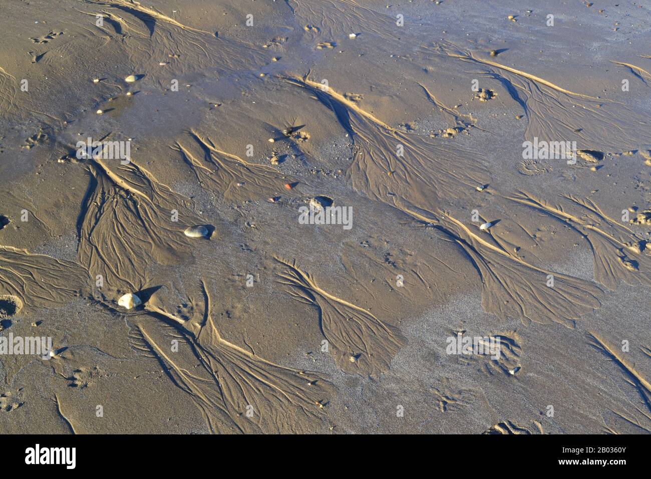 Algenformen In Nassem Sand am Filey Beach - Großbritannien Stockfoto