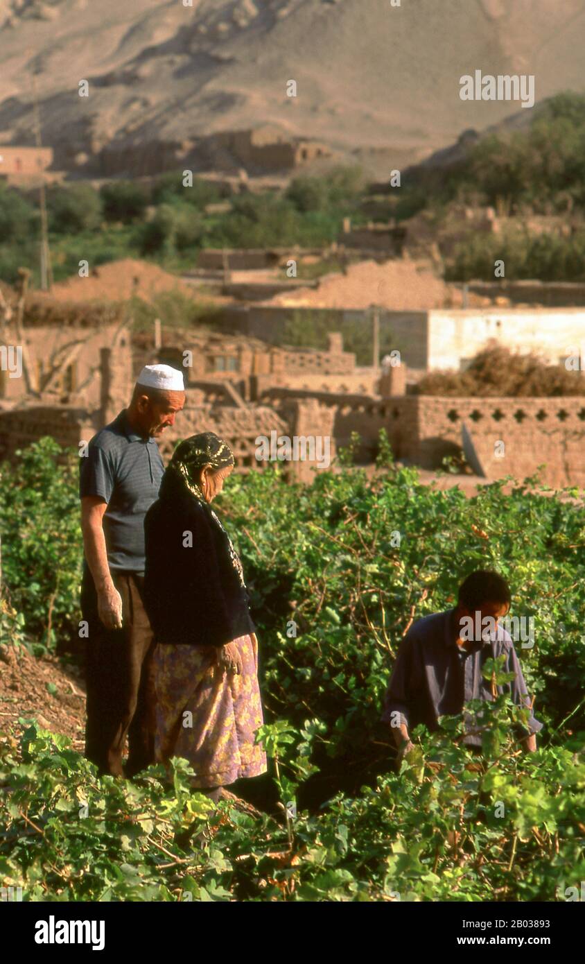 Tuyoq oder Tuyugou ist ein uraltes Oasendorf in der Wüste Taklamakan, 70 km östlich von Turpan in einem üppigen Tal, das sich in die flammenden Berge einschneidet, mit einer gut erhaltenen Uyghur-Ausrichtung. Es ist berühmt für seine seenlosen Trauben und eine Reihe alter buddhistischer Meditationshöhlen in der Nähe, die Freskos enthalten, die bekanntesten sind die Bezeklik Thousand Buddha Caves. Stockfoto