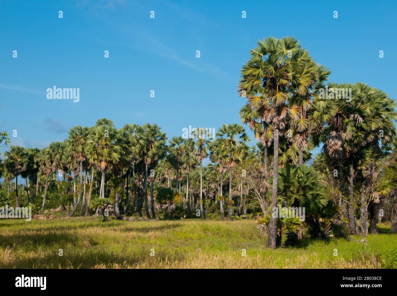 Dieser wenig besuchte Wasservogelpark ist Teil des größeren "Thale Sap Songkhla Wildlife Refuge", das den größten Teil des Thale Sap Lake aufnimmt. Das thailändische Royal Forestry Department hat bisher 44 Familien, 127 Arten und 219 verschiedene Arten von Vögeln in der Gegend identifiziert, einschließlich Bitterns, Egrets und Reiher. Die beste Besuchszeit ist zwischen Dezember und März. Stockfoto