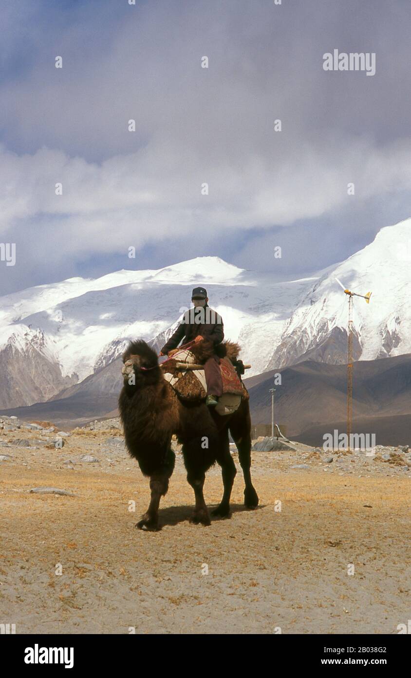 Das Baktrische Kamel (Camelus bactrianus) ist ein großes, geripptes, in den Steppen Zentralasiens heimisches Ungult. Sie ist derzeit in freier Wildbahn auf abgelegene Regionen der Wüsten Gobi und Taklimakan der Mongolei und Xinjiang in China beschränkt. Das Baktrische Kamel hat im Gegensatz zum einhöckigen Dromedarkamel zwei Höcker auf dem Rücken. Der Zhongba Gonglu oder Karakoram Highway ist ein Ingenieurwunder, das 1986 eröffnet wurde und nach wie vor die höchste asphaltierte Straße der Welt ist. Sie verbindet China und Pakistan über die Karakoram-Gebirgskette, durch den Khunjerab-Pass, auf einer Höhe von 4.693 m Stockfoto