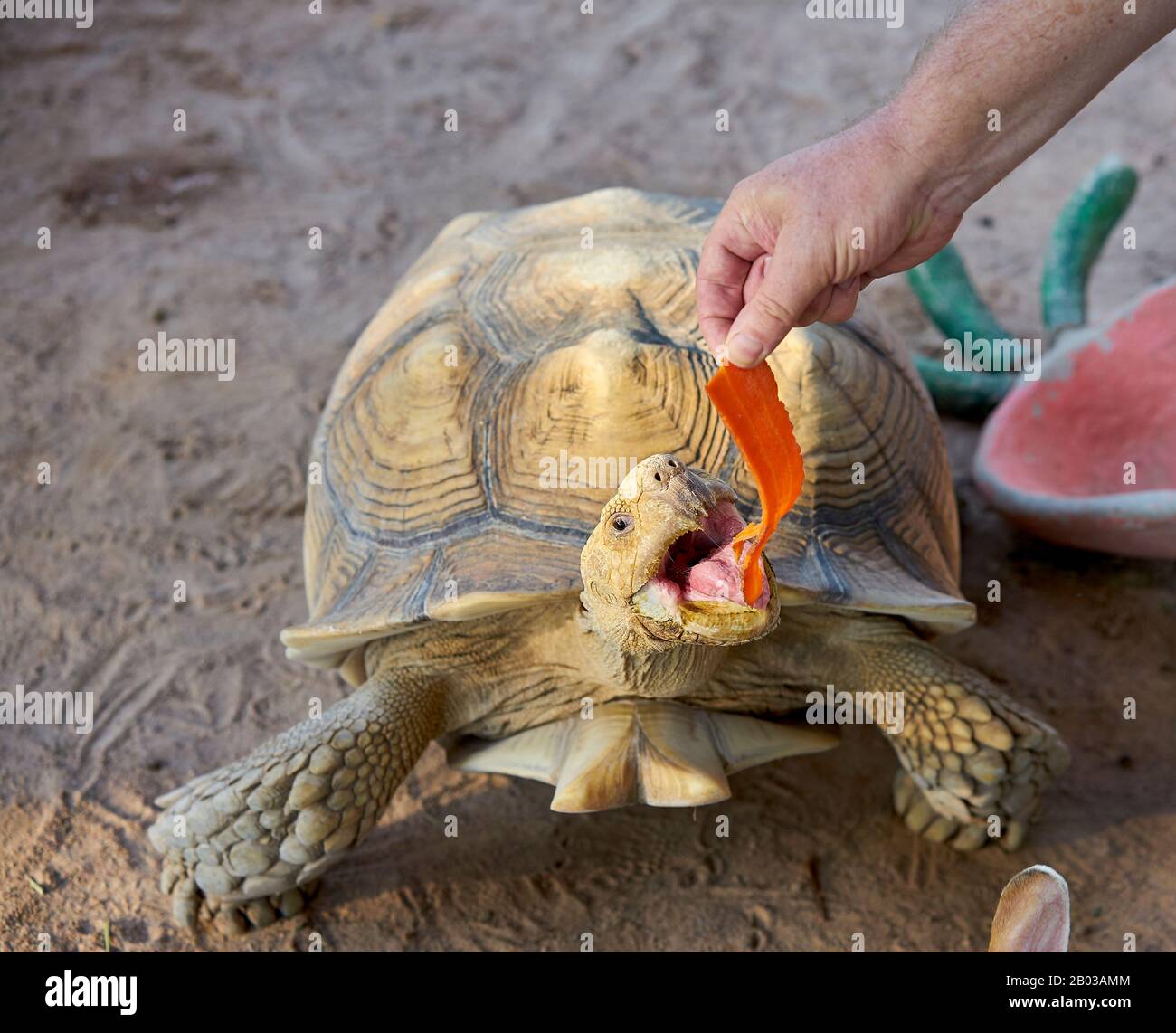Fütterungszeit für die Schildkröte. Stockfoto